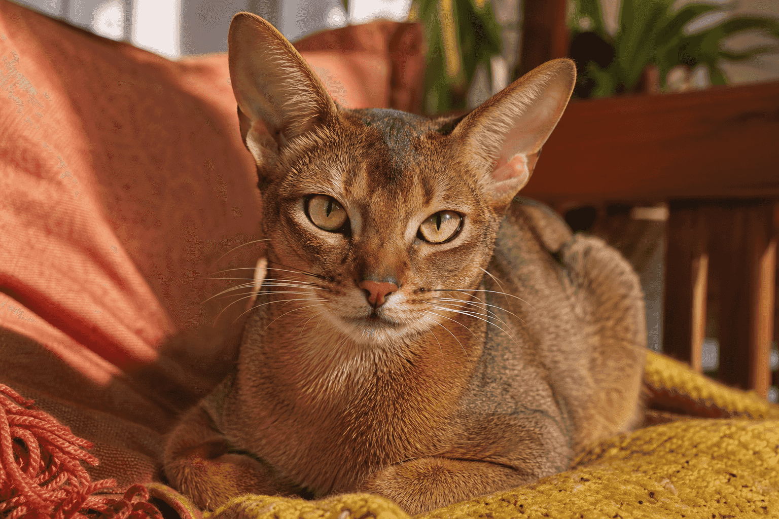 15 Things to Know Before Getting an Abyssinian Cat