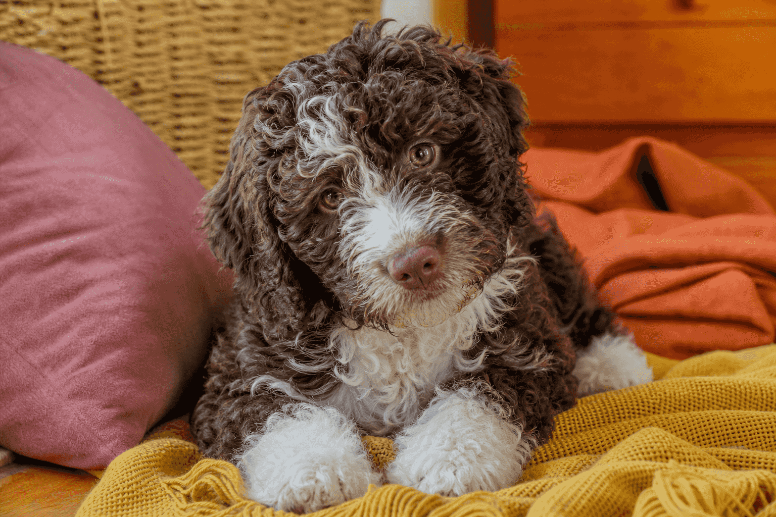 15 Things You Must Know Before Bringing Home a Spanish Water Dog Puppy