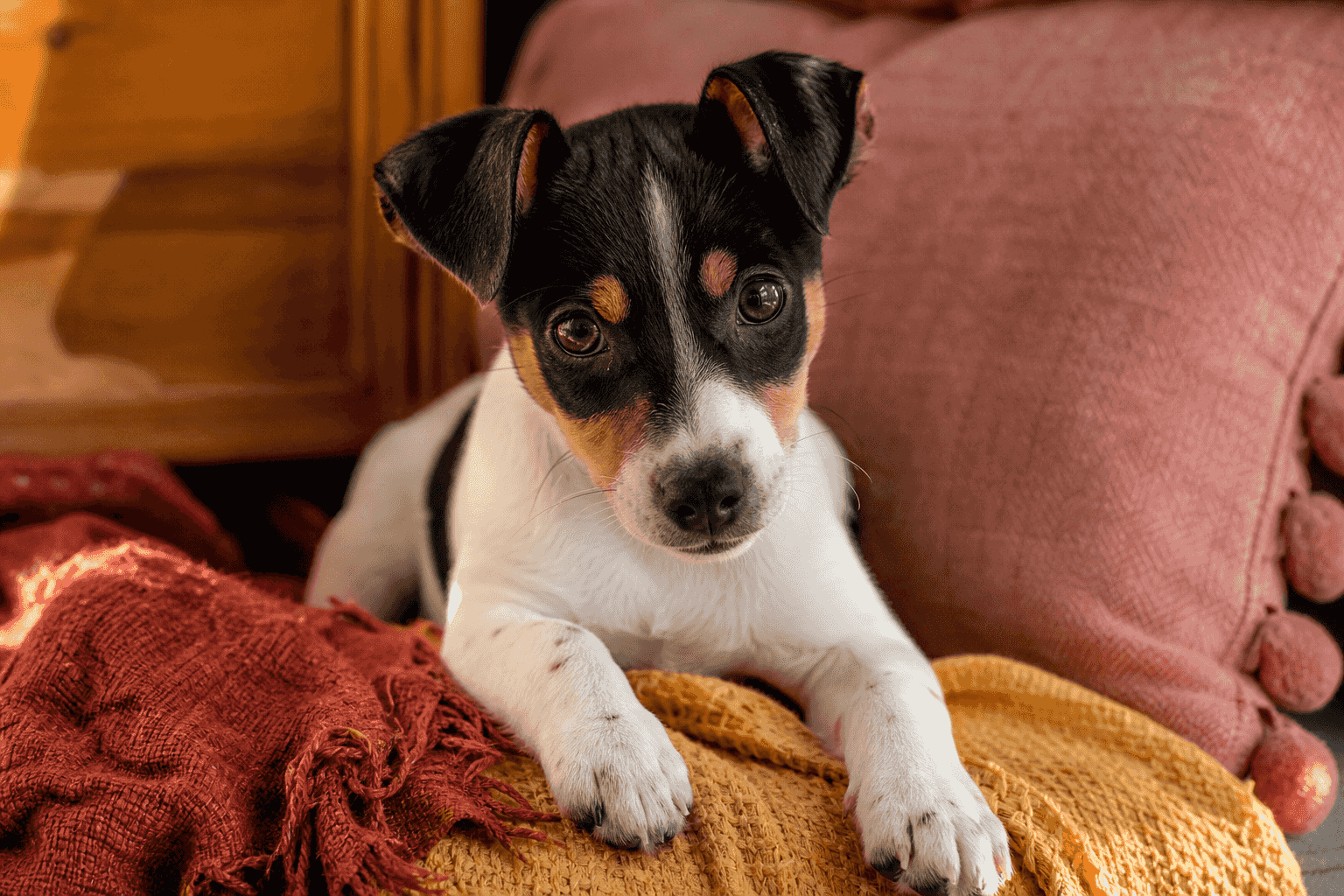 15 Things You Must Know Before Bringing Home a Teddy Roosevelt Terrier Puppy