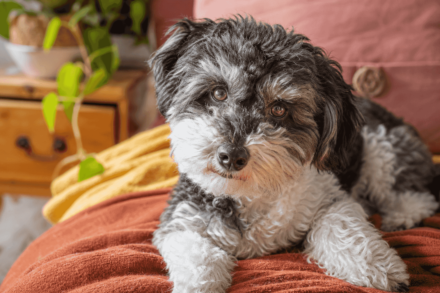 6 Essential Facts About Schnoodles That Every New Owner Should Know