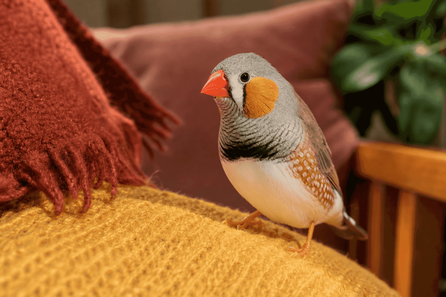 9 Things to Know Before Getting a Finch