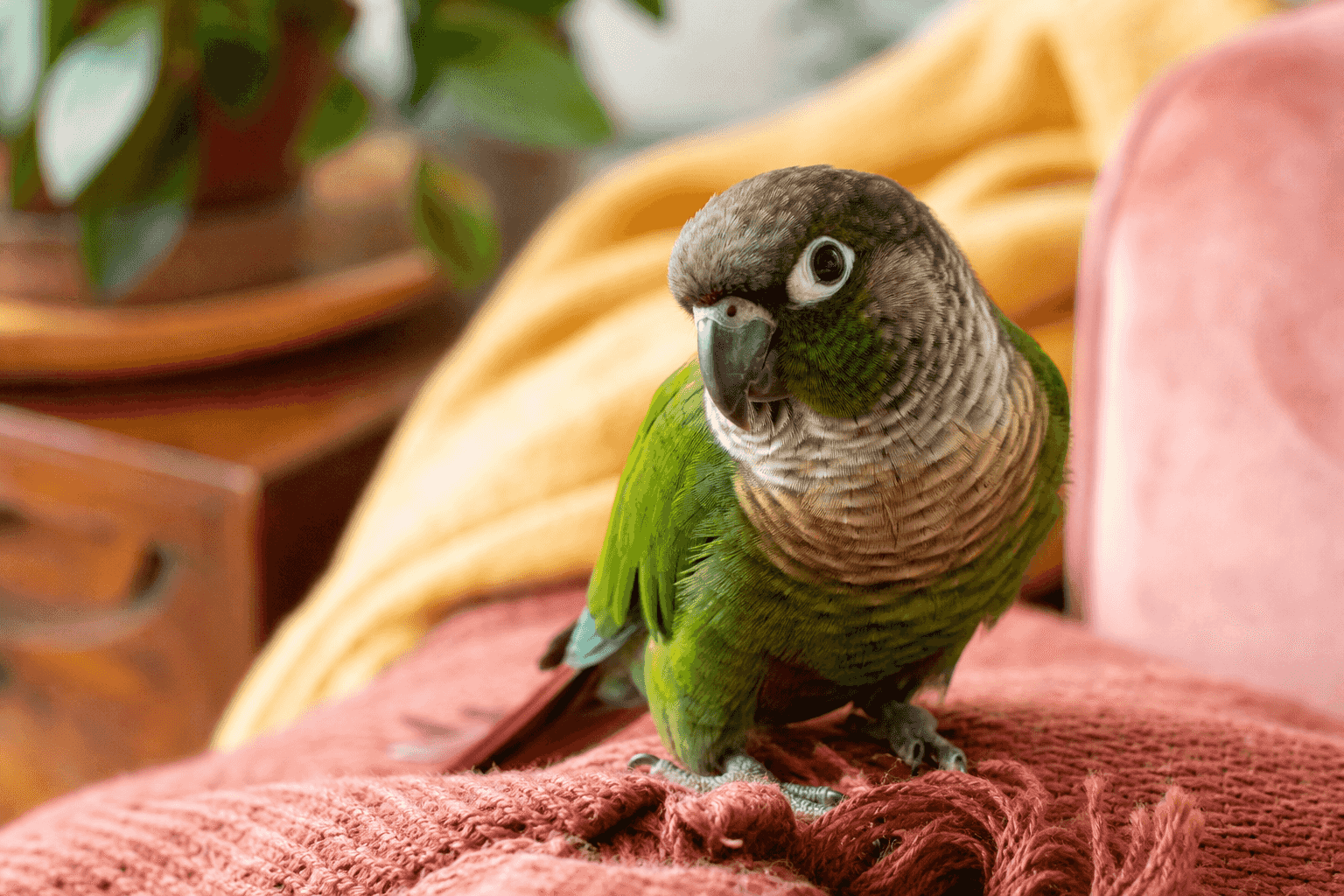 9 Things to Know Before Getting a Green-Cheek Conure