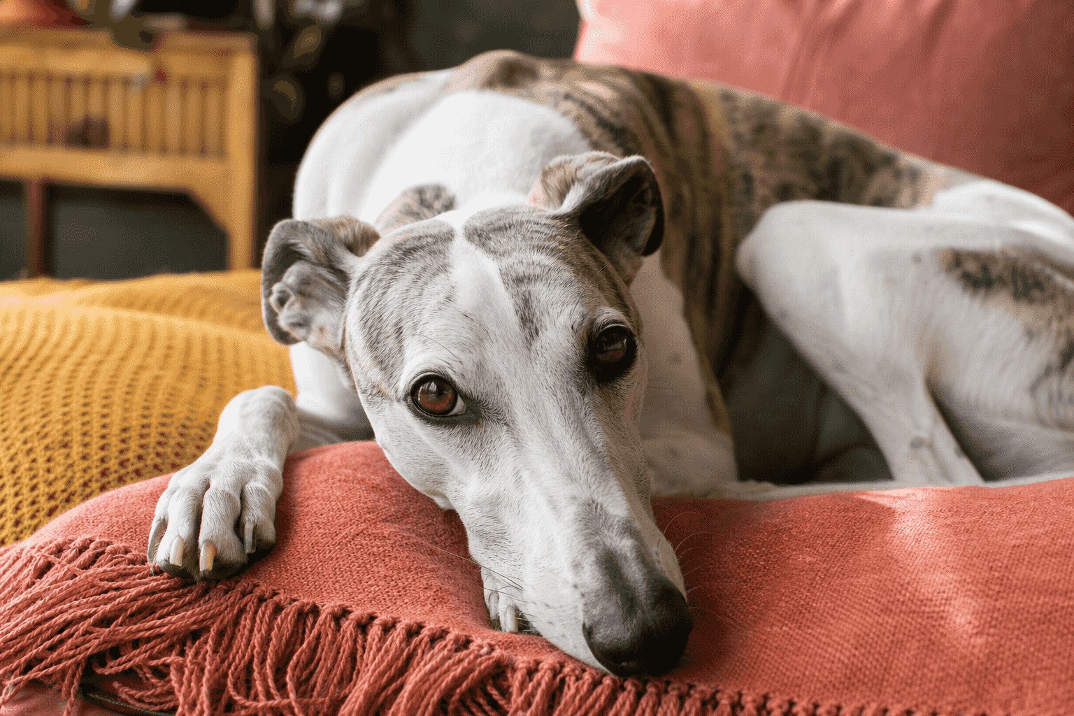 9 Things to Know Before Getting a Whippet