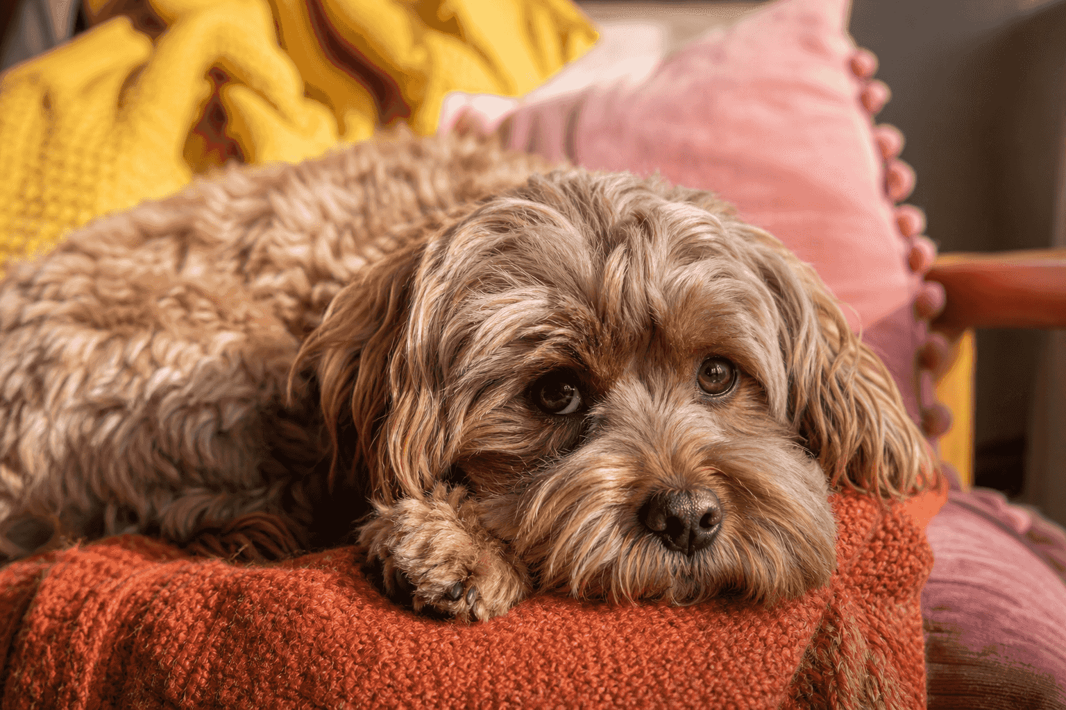 Is Your Havapoo Stressed? 13 Warning Signs Most Owners Miss