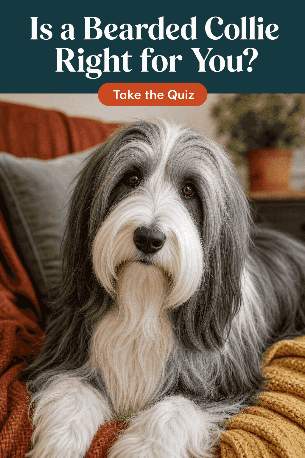 Is a Bearded Collie Right for You? Take the fit-check
