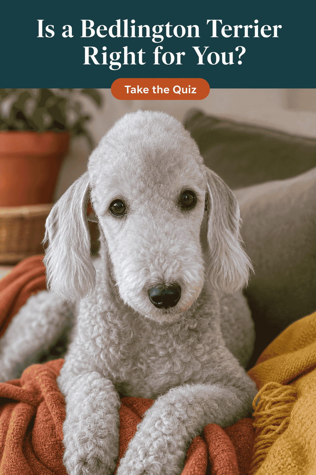 Is a Bedlington Terrier Right for You? Find Your Fit as You Read
