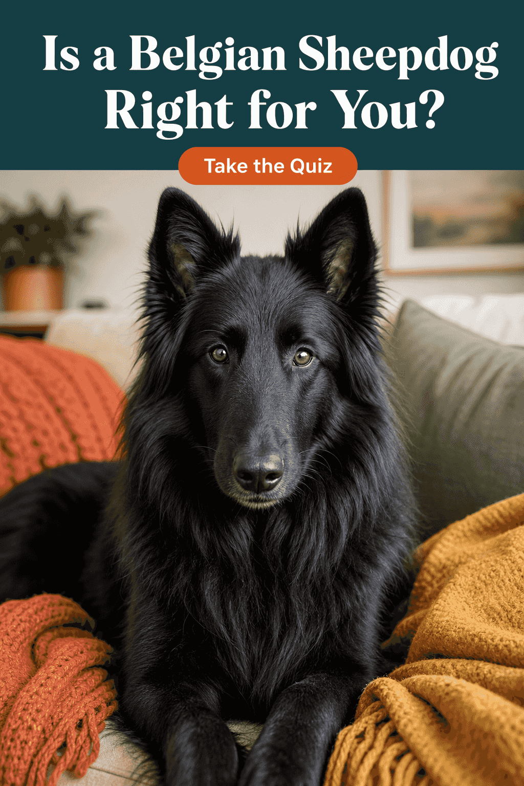 Is a Belgian Sheepdog Right for You? Answer These 16 Honest Questions