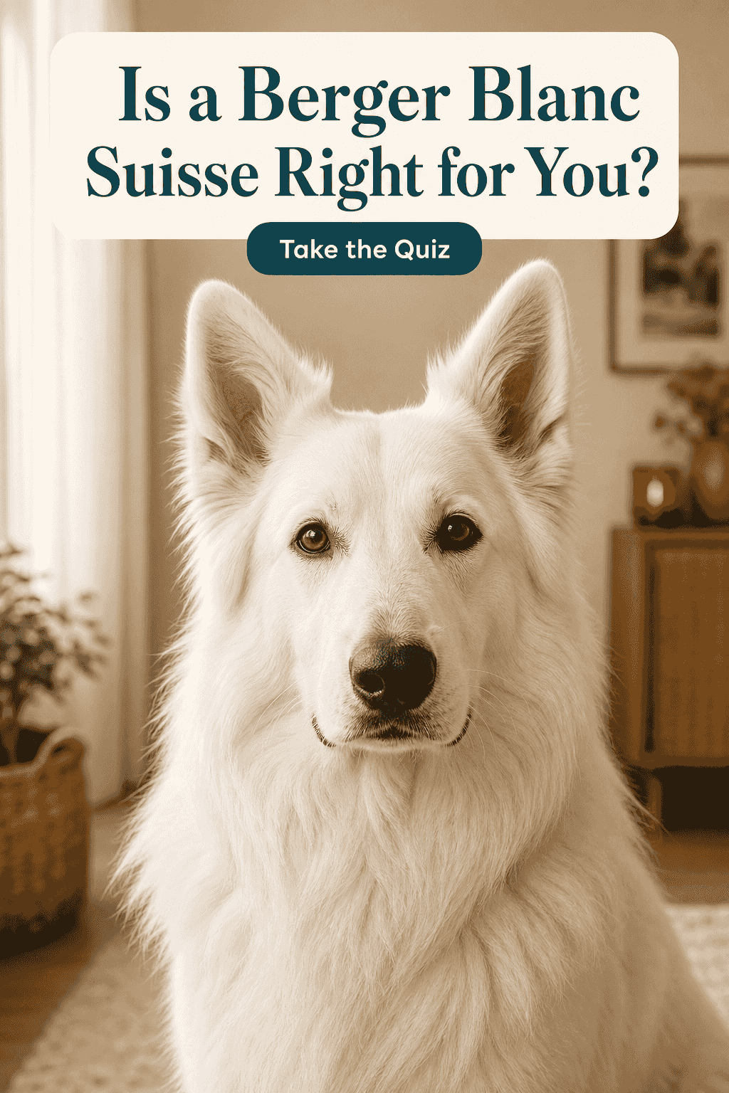 Is a Berger Blanc Suisse Right for You? Take the fit-check and see