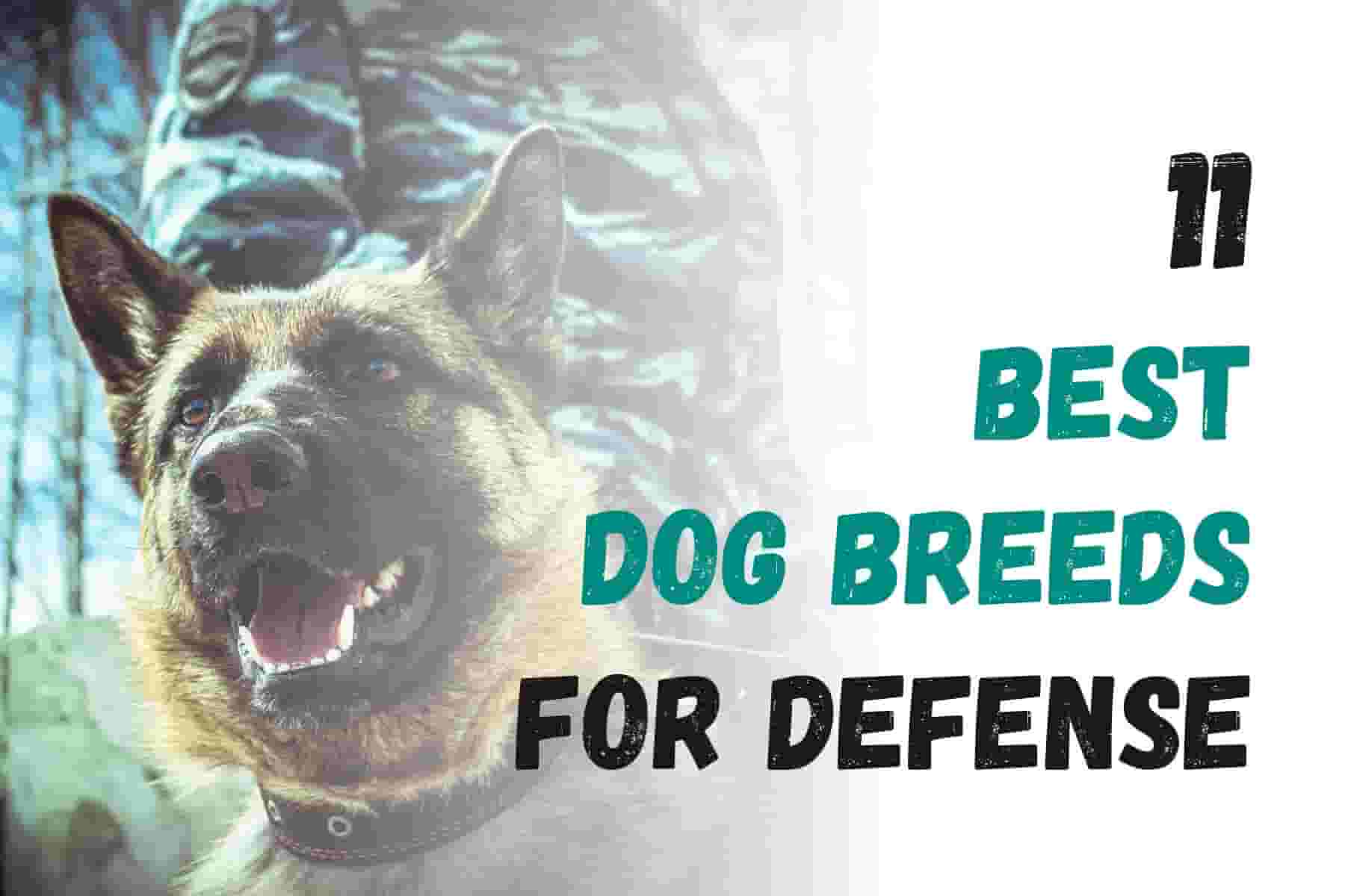 11 Best Dog Breeds for Defense and Protection