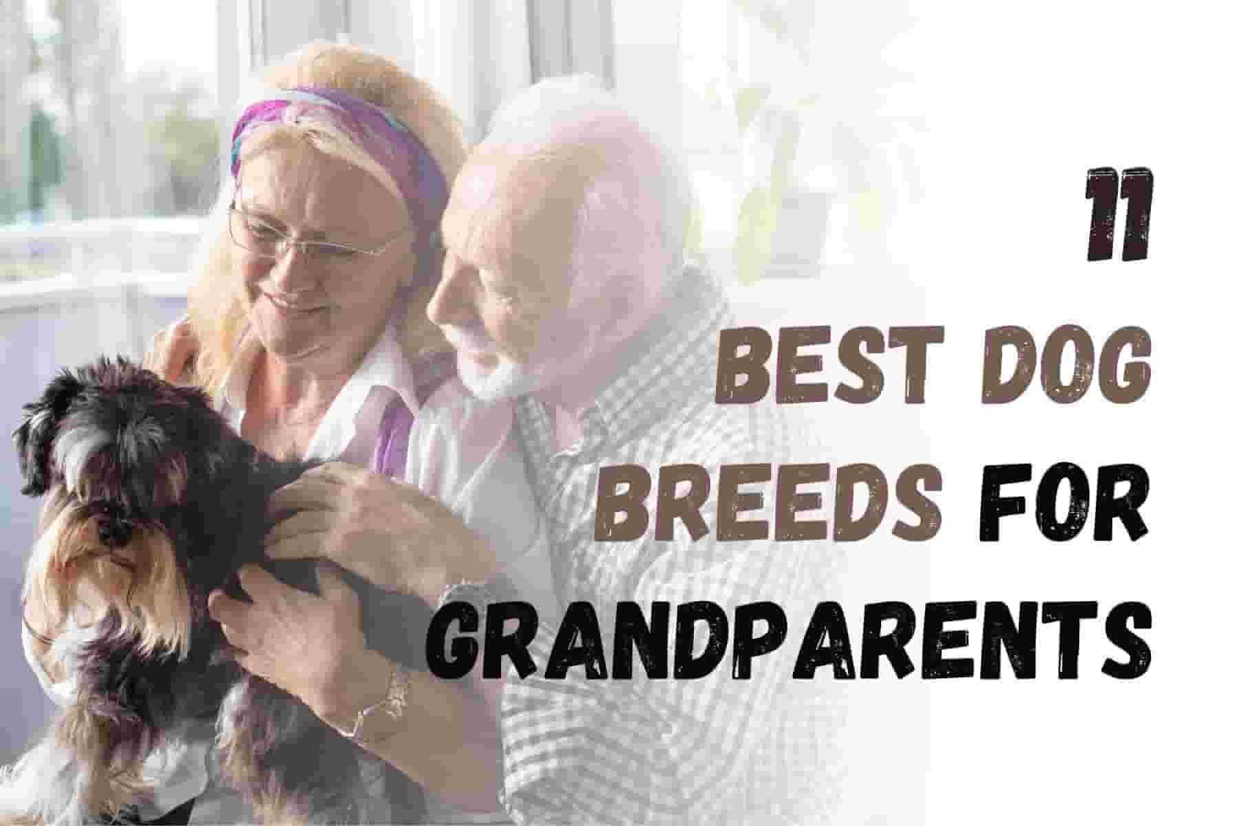 11 Best Dog Breeds for Grandparents