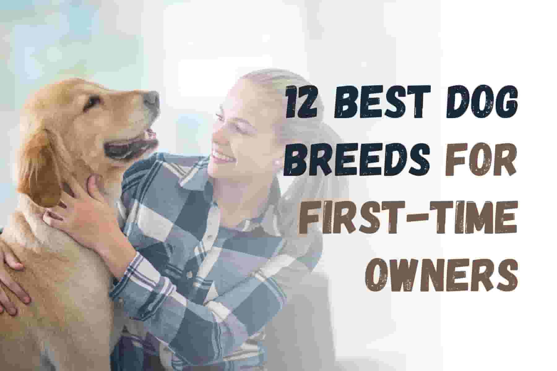 12 Dog Breeds Perfect for First-Time Owners