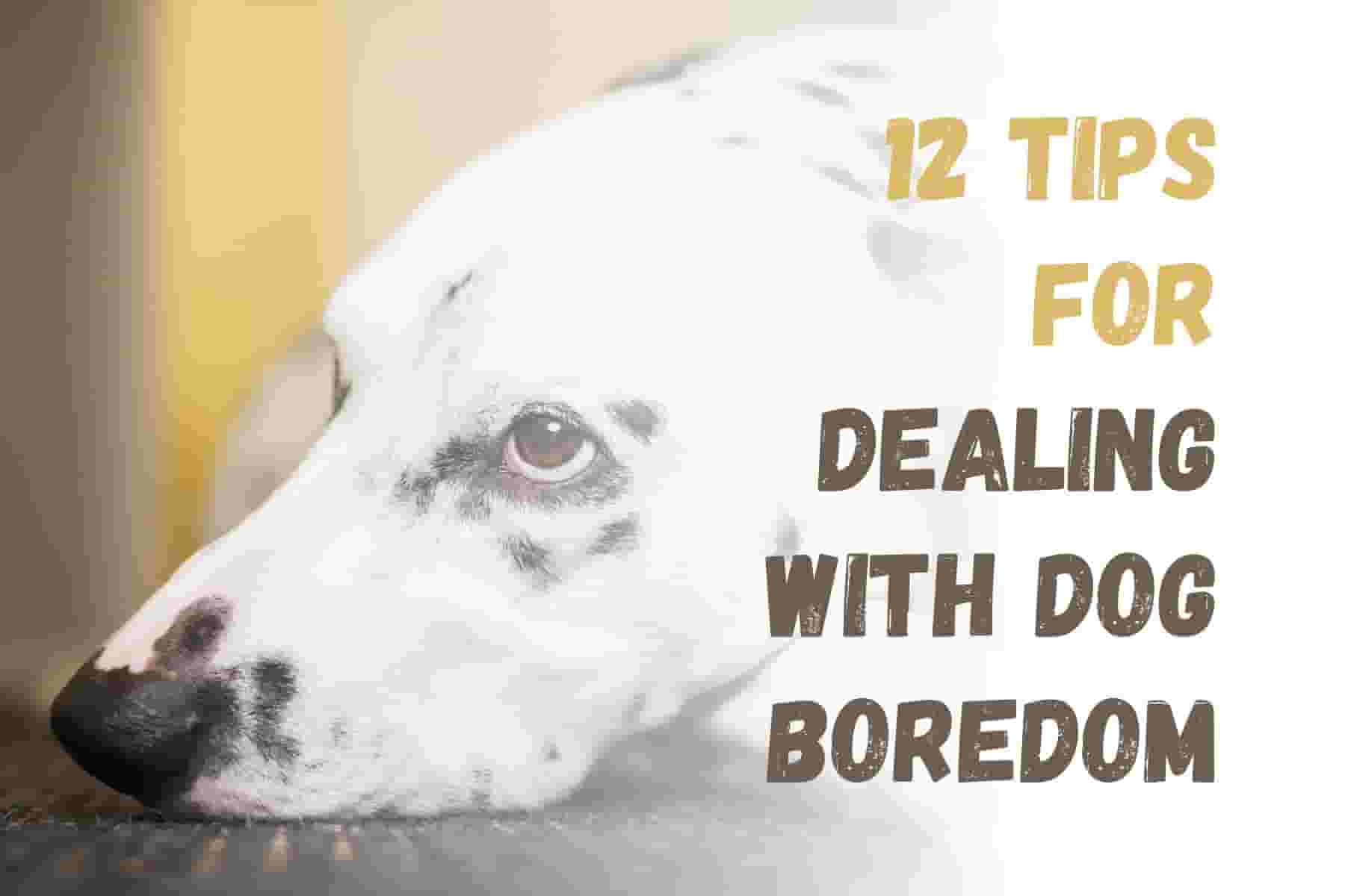 12 Ways to Prevent Boredom in Dogs