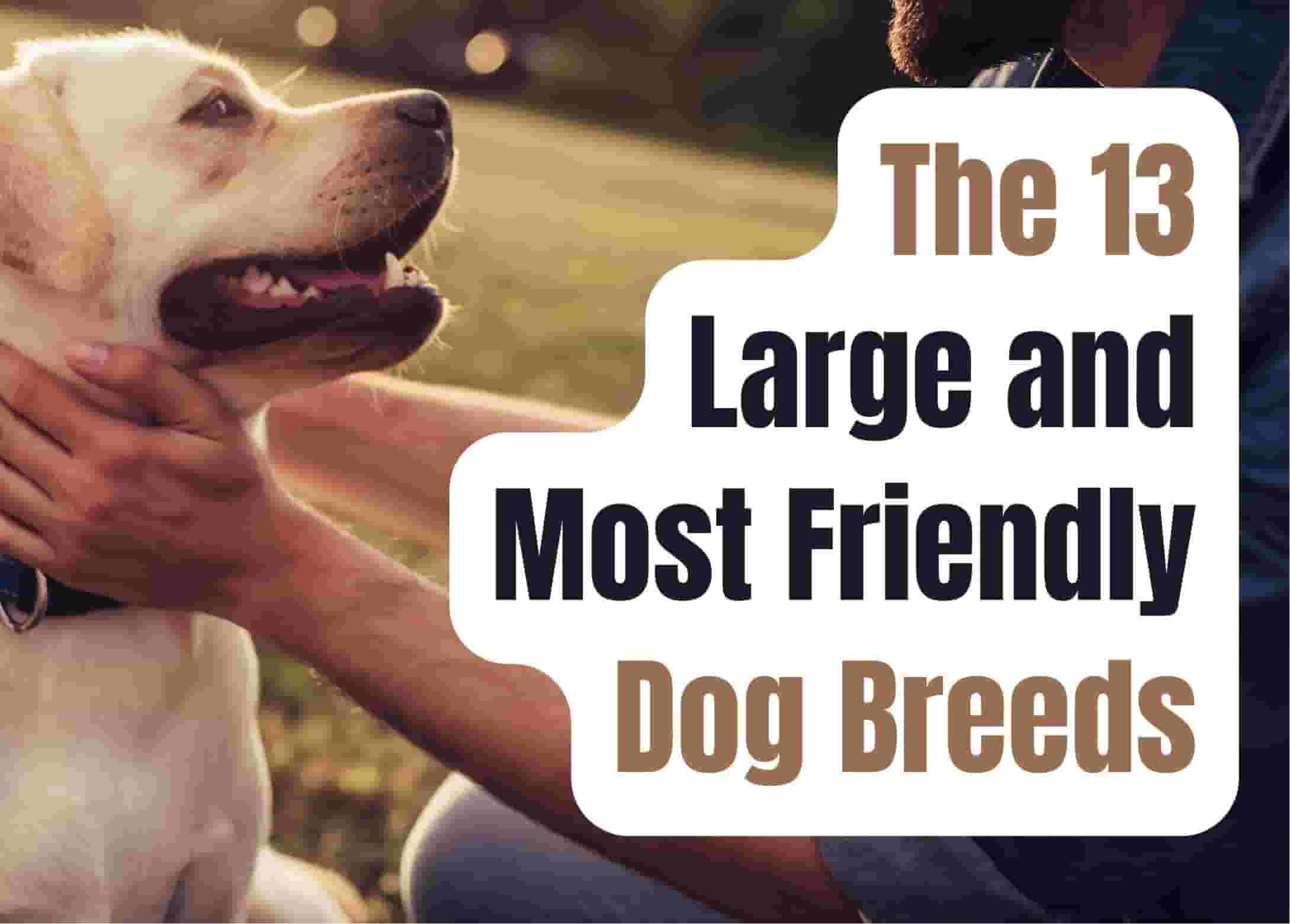 13 Large Dog Breeds Known for Their Friendliness