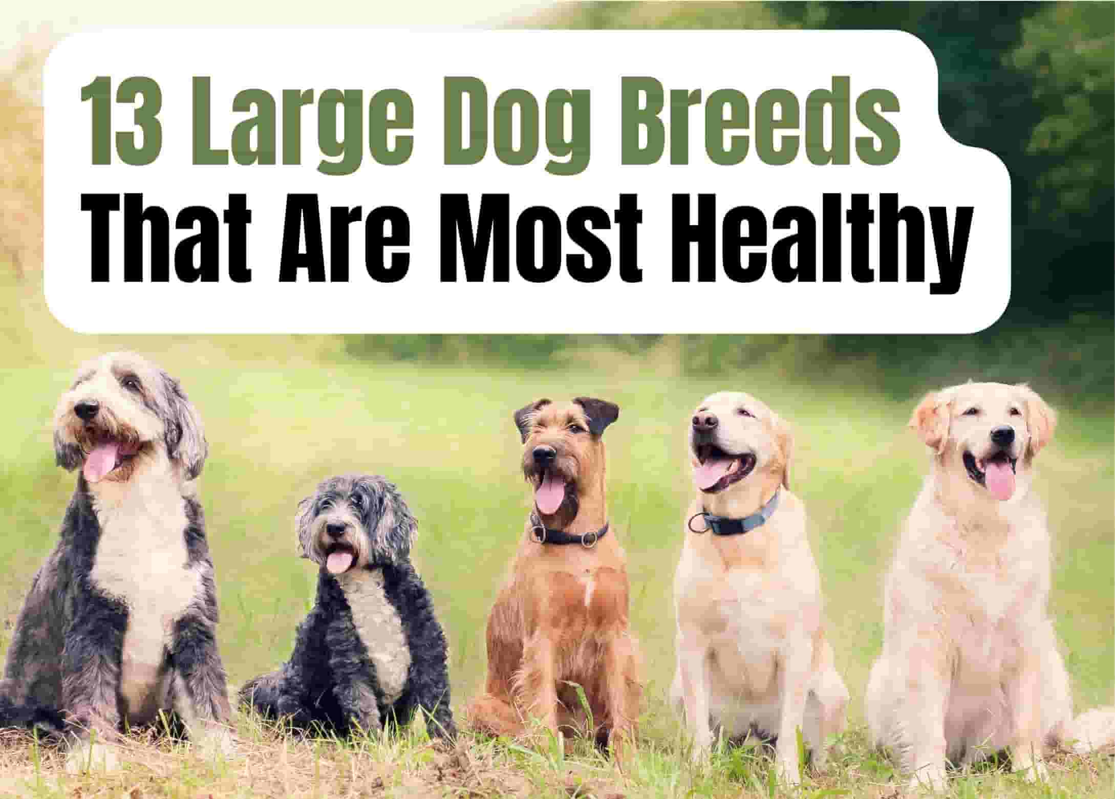 13 Healthiest Large Dog Breeds You Should Consider
