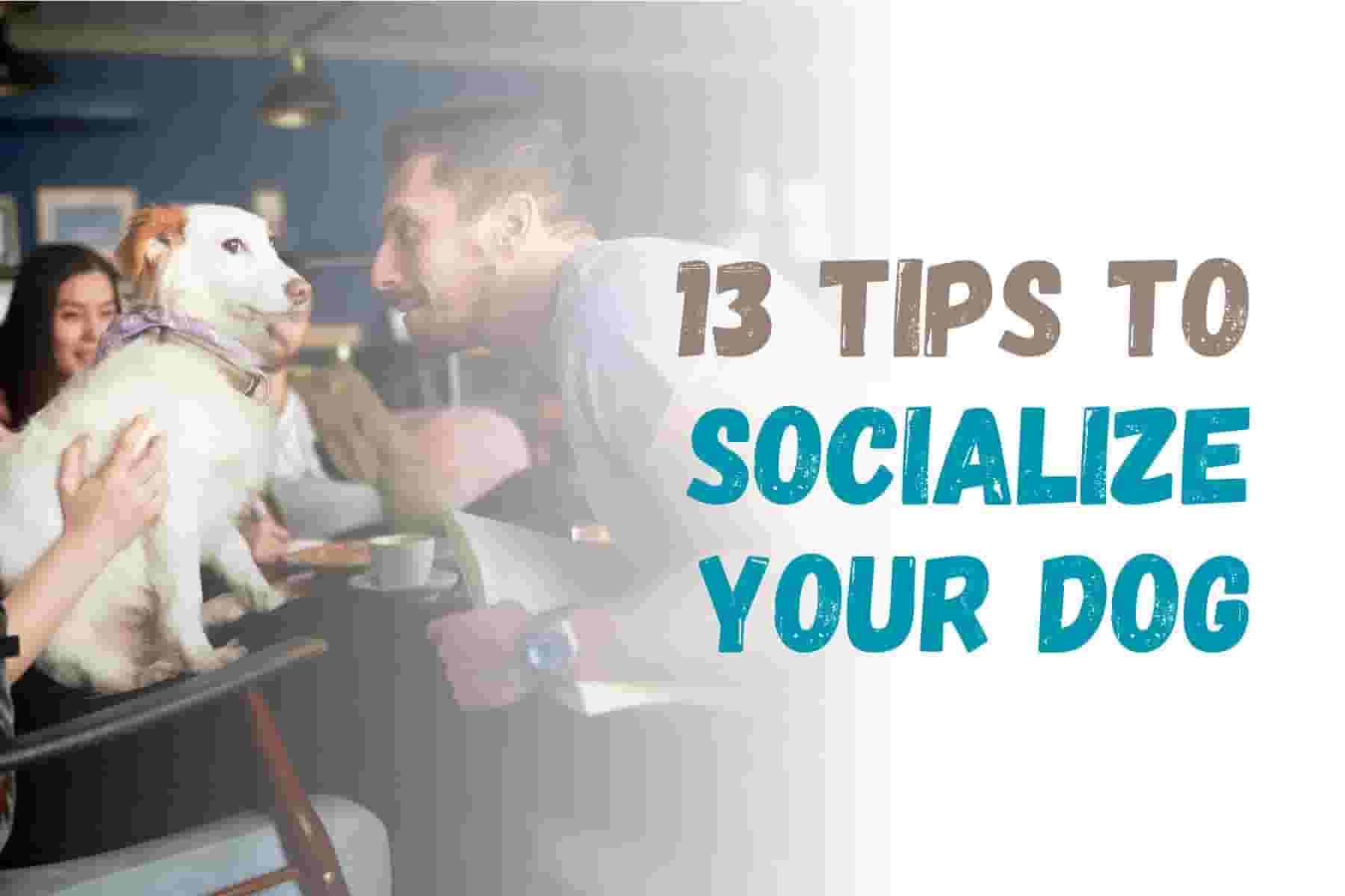 13 Things to Know Before Socializing Your Dog