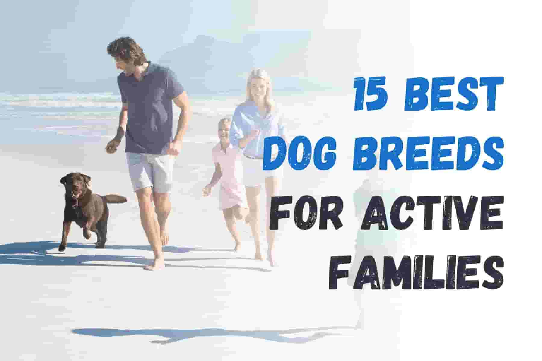 Top 15 Dog Breeds Ideal for Energetic Families