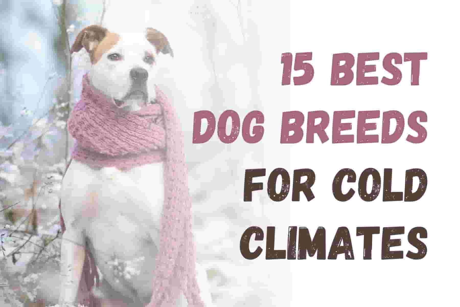 15 Best Dog Breeds for Cold Climates