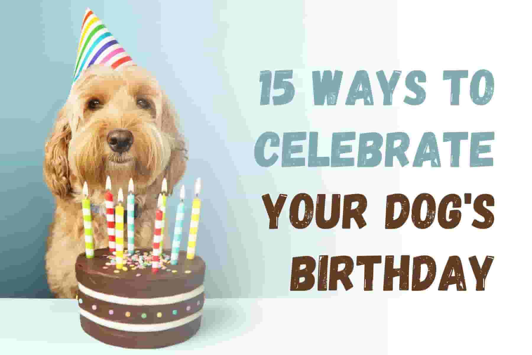12 Ways to Make Your Dog's Birthday Unforgettable