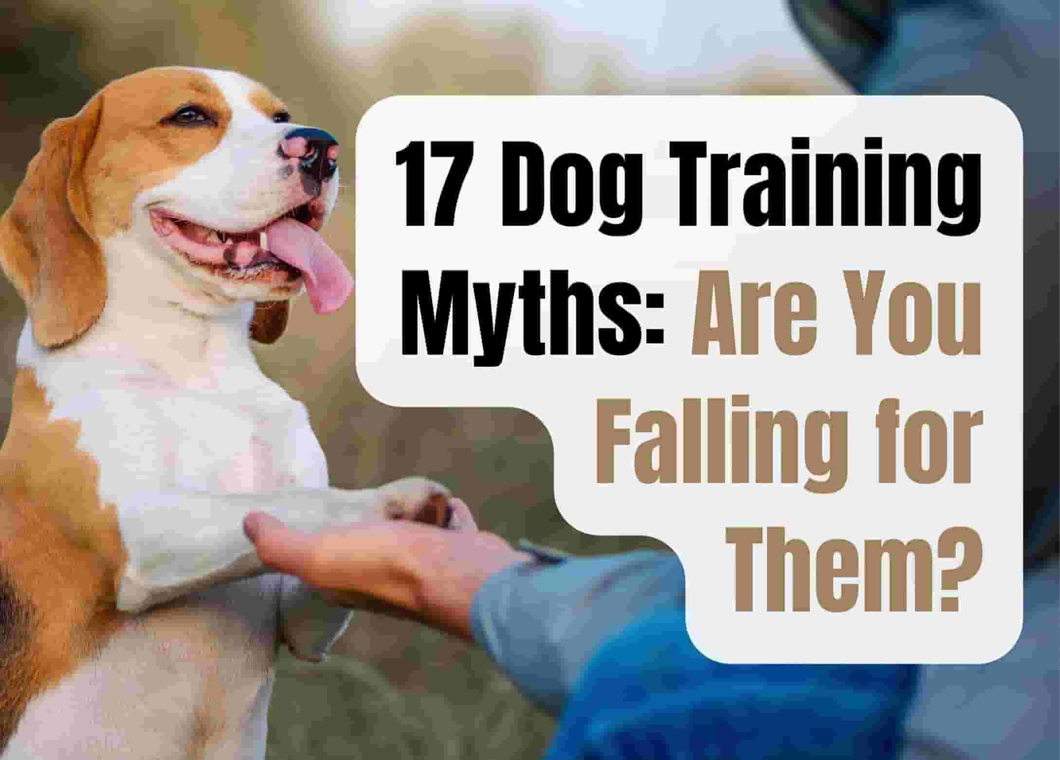 17 Myths About Dog Training Debunked