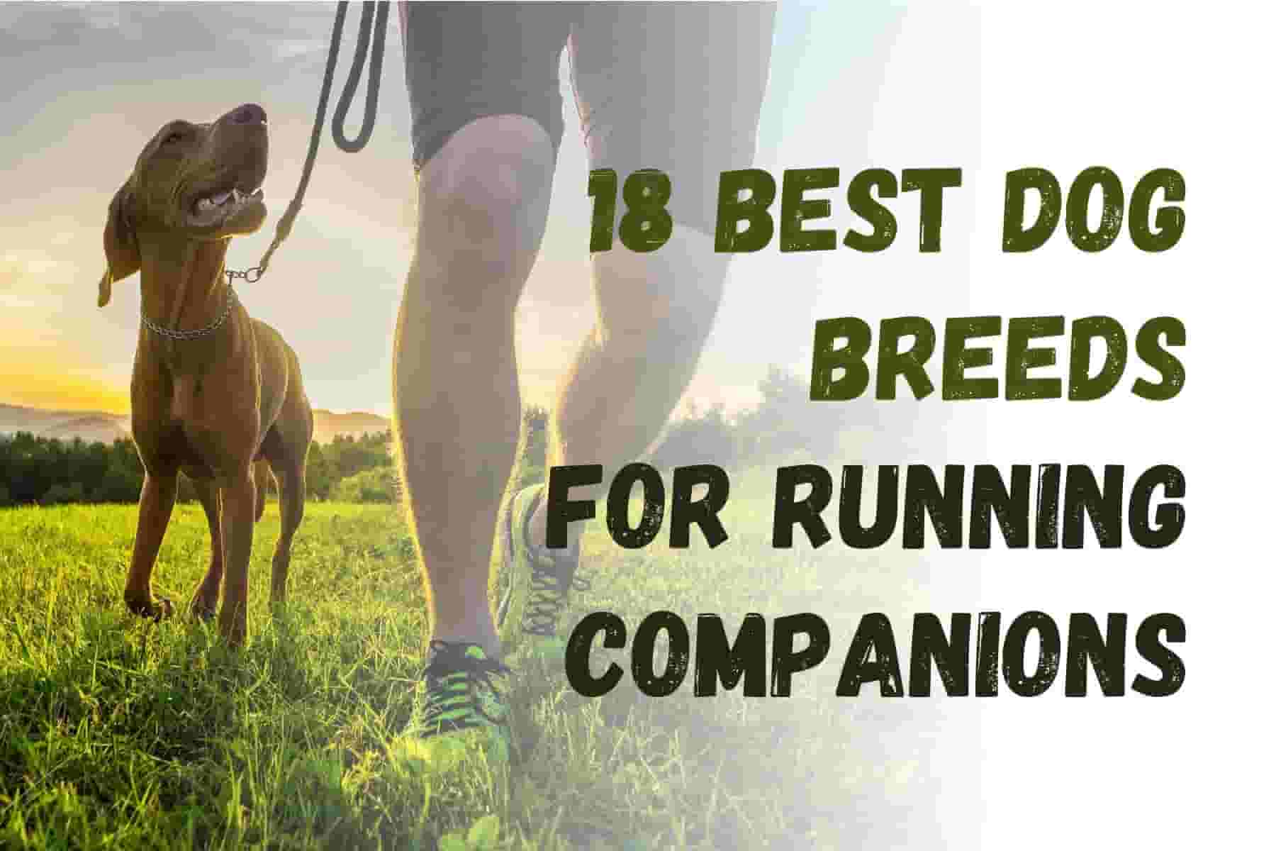 18 Best Dogs for Runners