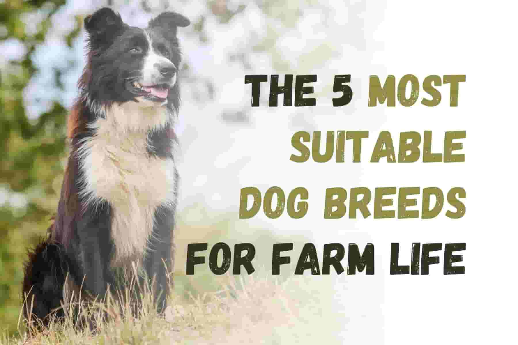 5 Best Dog Breeds for Farm Life