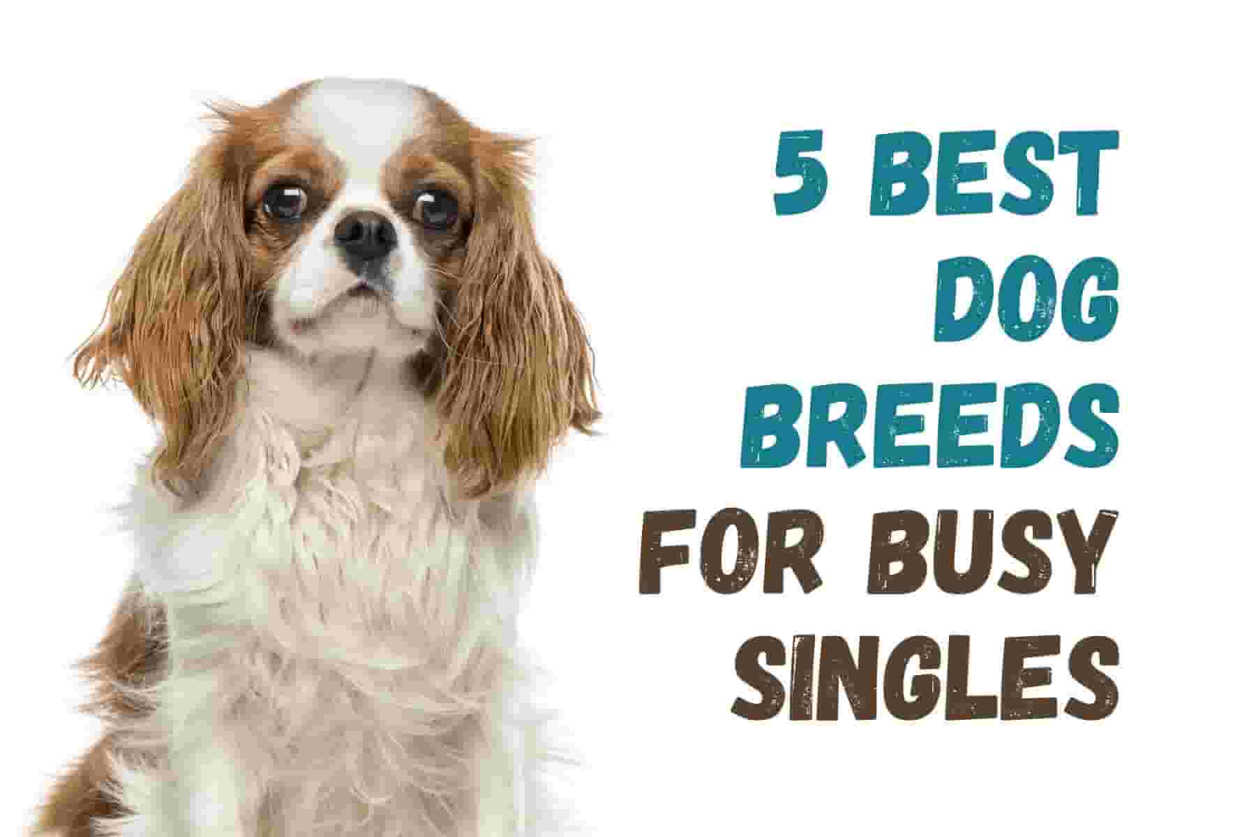 5 Best Dog Breeds for Busy Singles