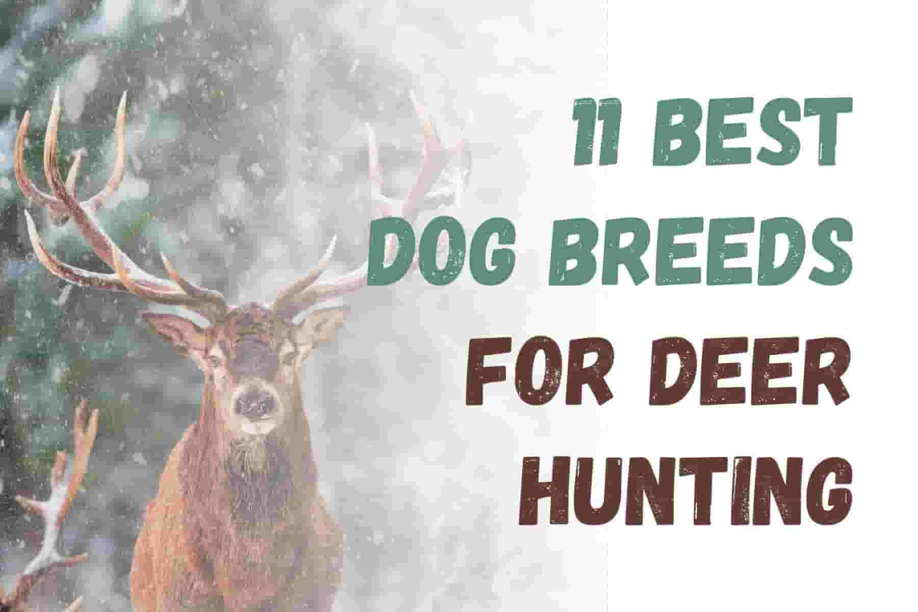 7 Best Dog Breeds for Deer Hunting