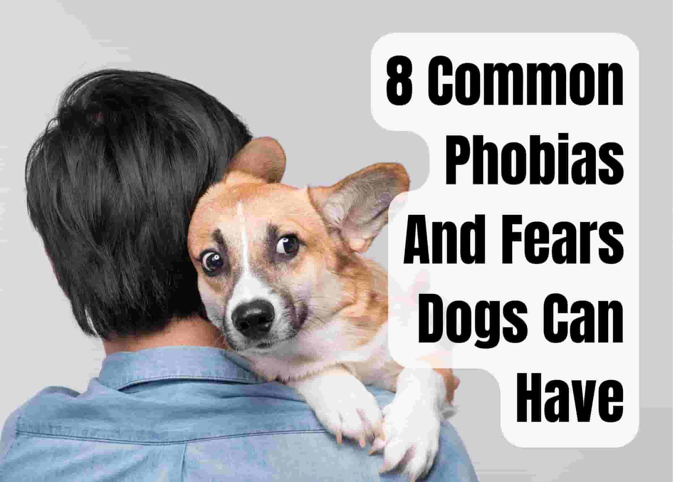 8 Common Fears Every Dog Owner Should Know
