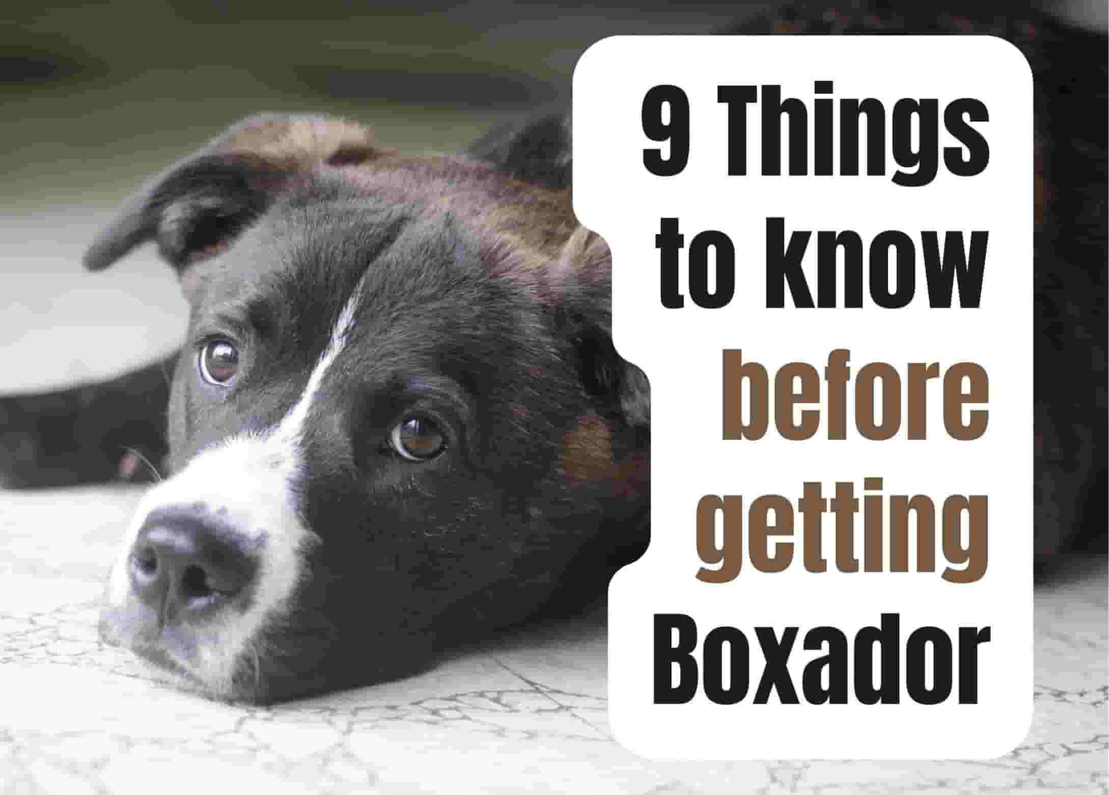 9 things to know before adopting a Boxador.