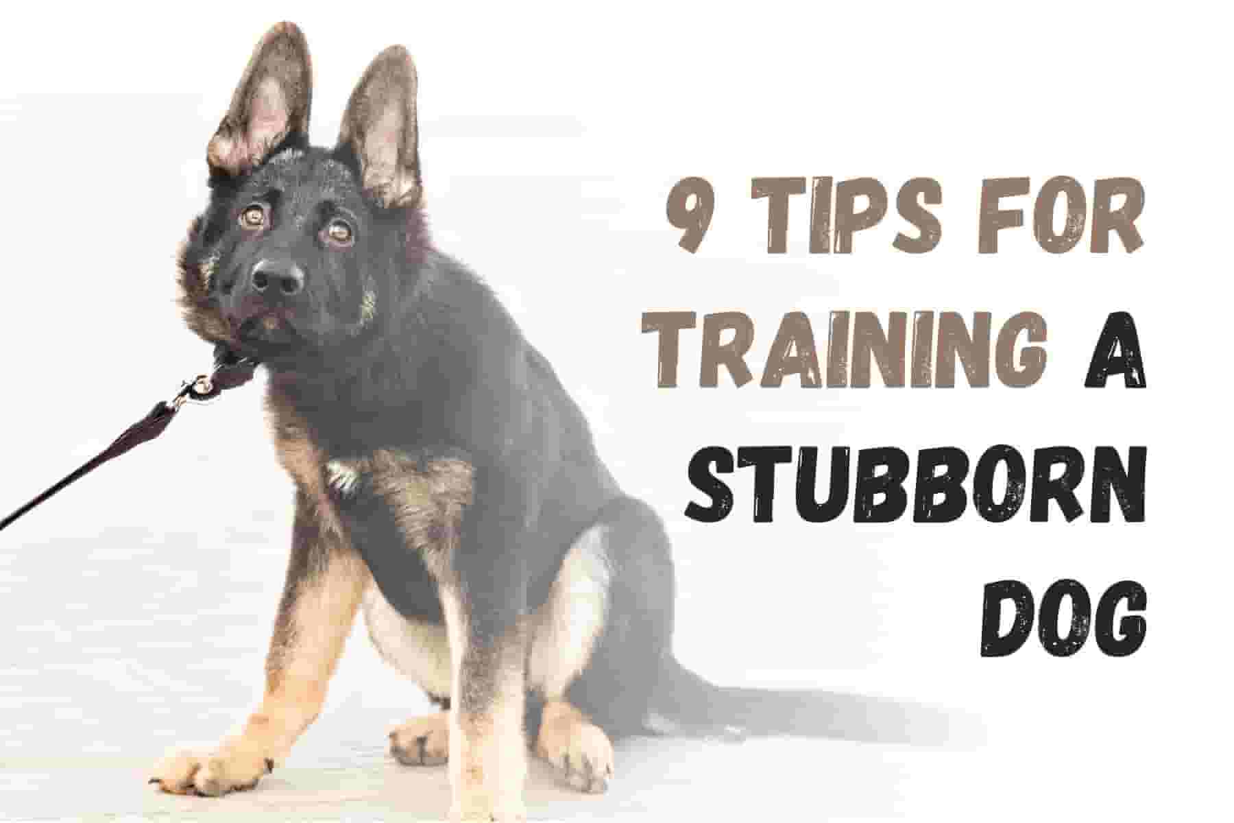 9 Tips to Successfully Train Your Stubborn Dog