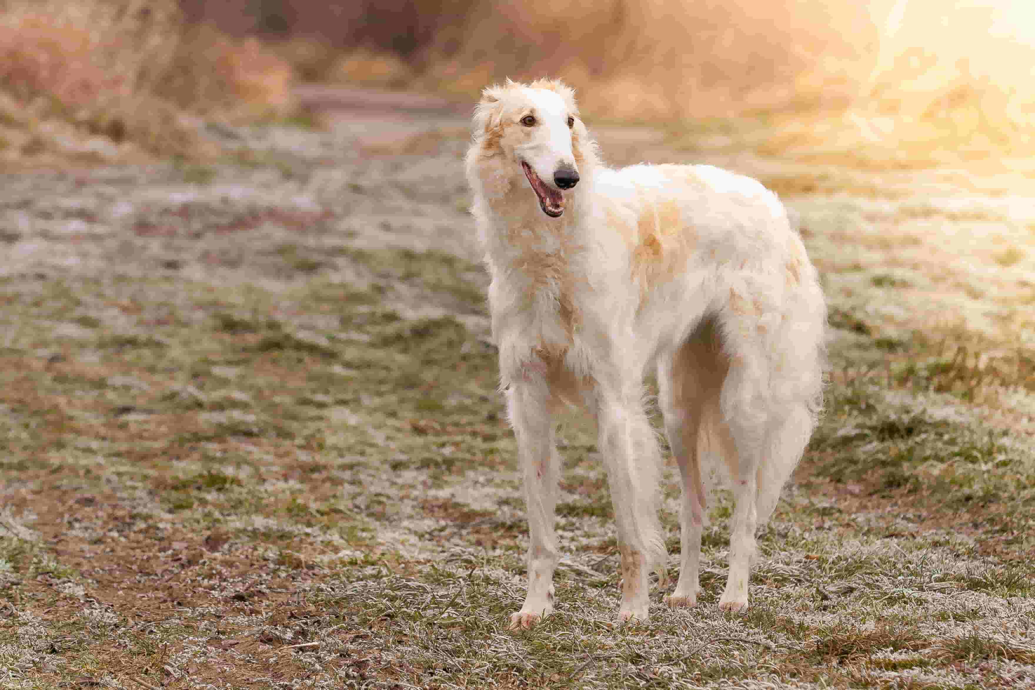 Consider These 9 Factors Before Getting a Borzoi