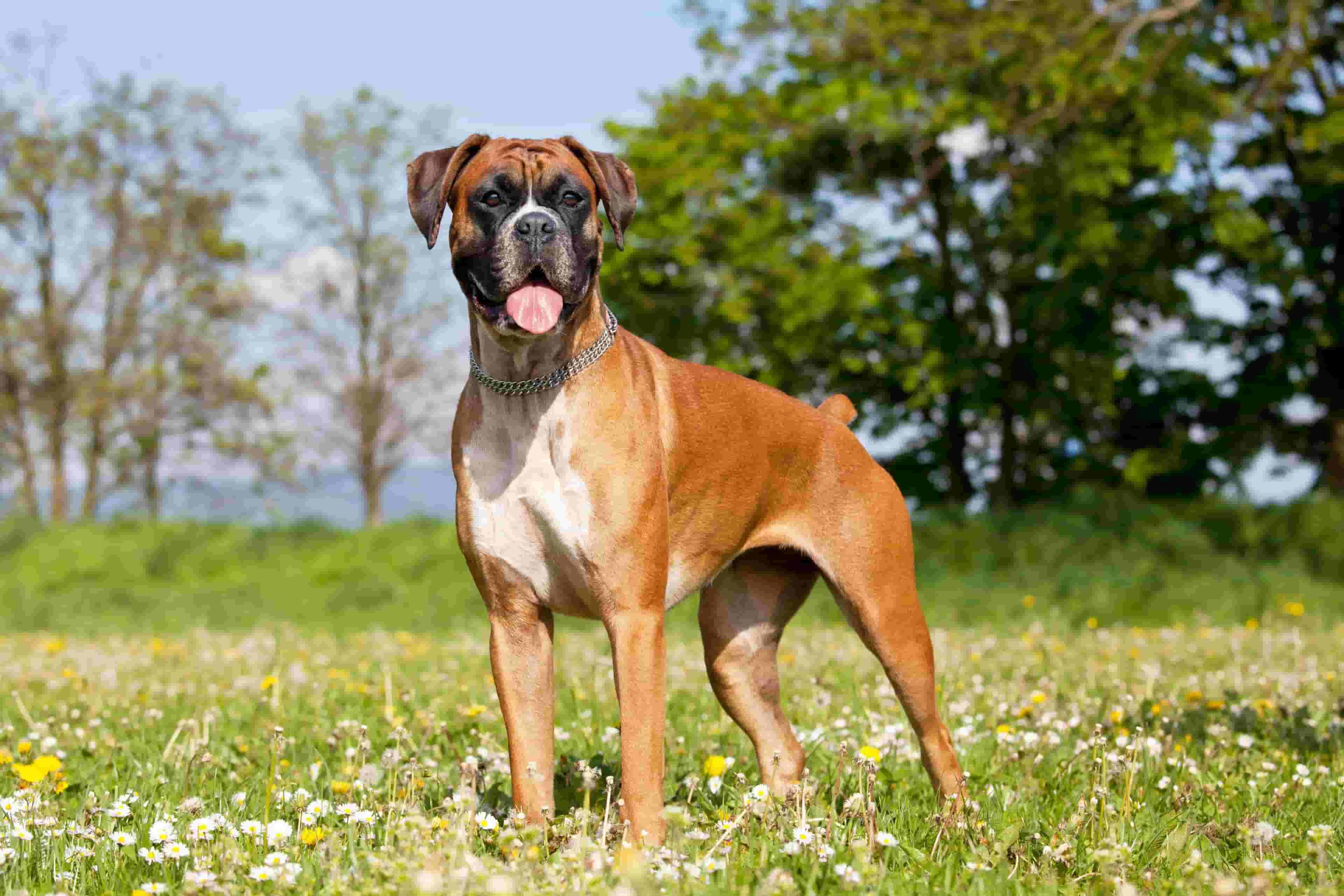 Nine Kinds of People Who Would Enjoy Having a Boxer Dog
