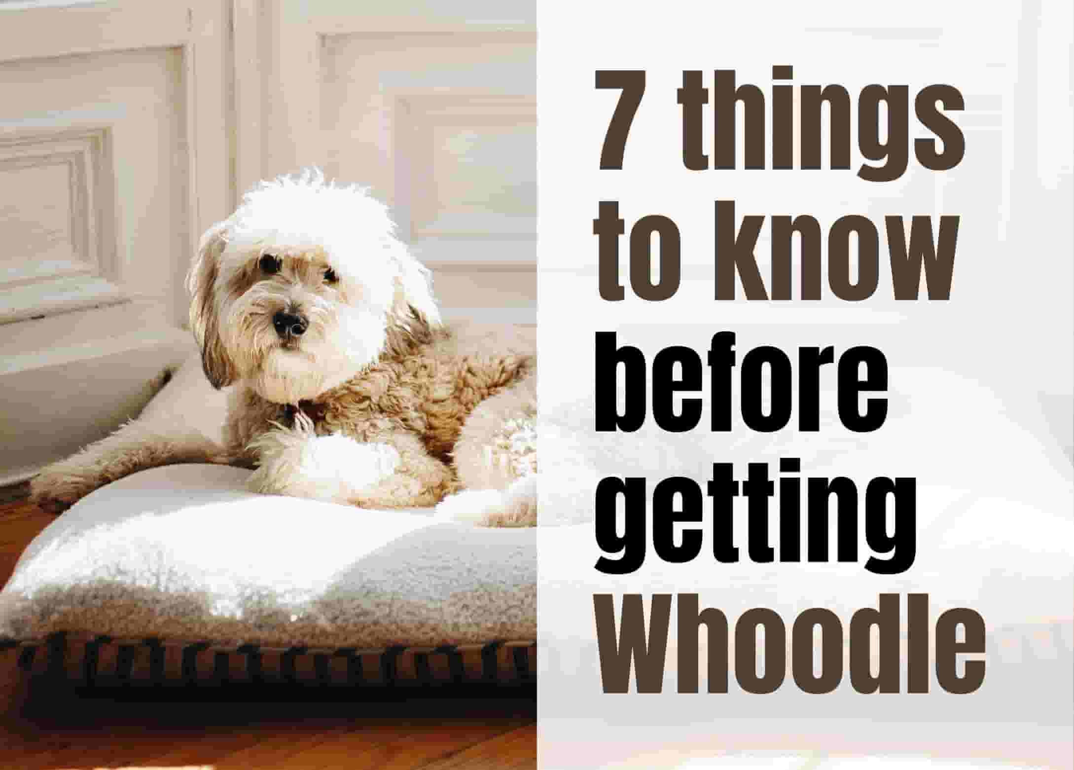 7 Essential Facts About the Whoodle Breed