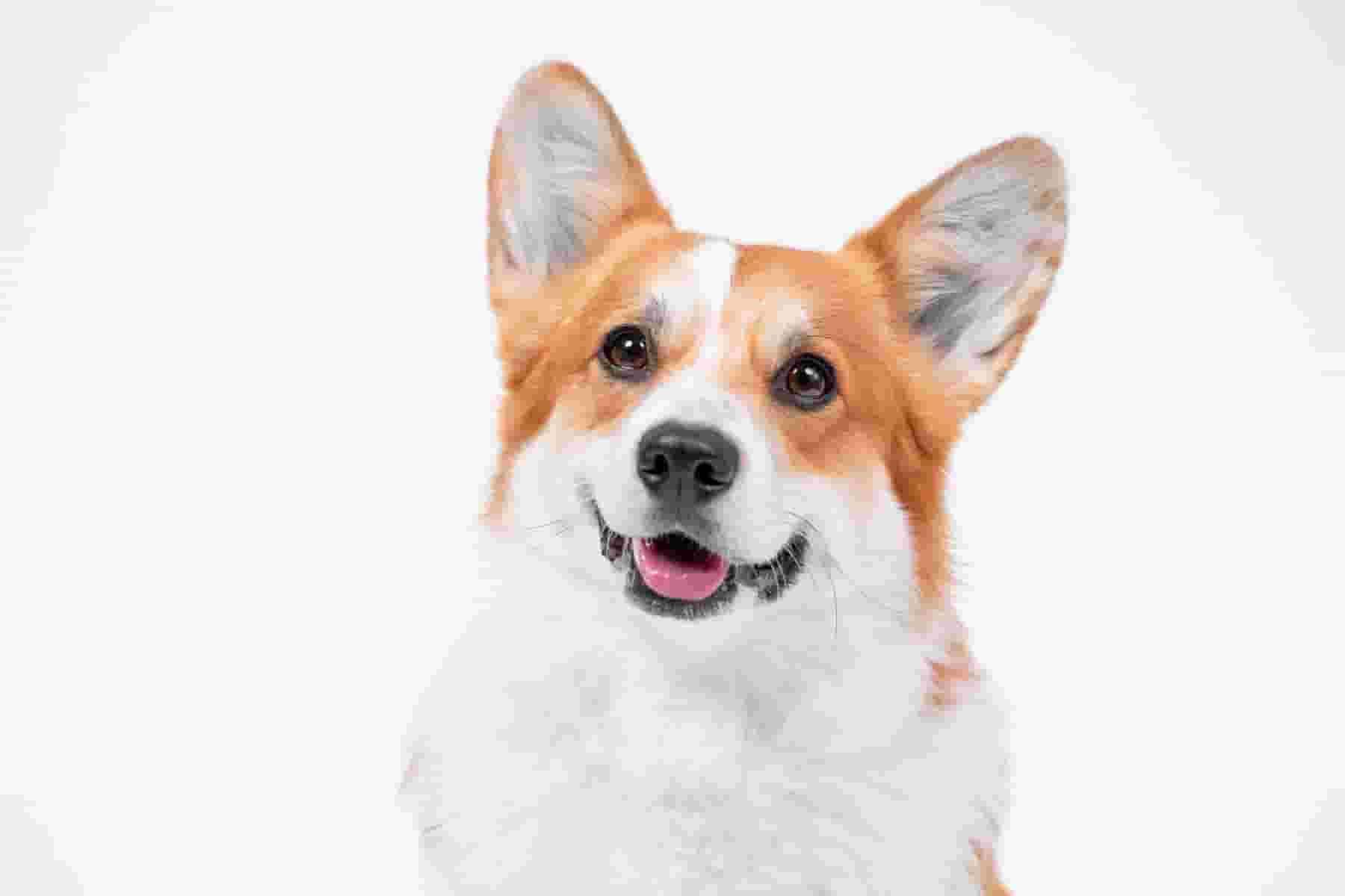 9 types of people who should own a Pembroke Welsh Corgi