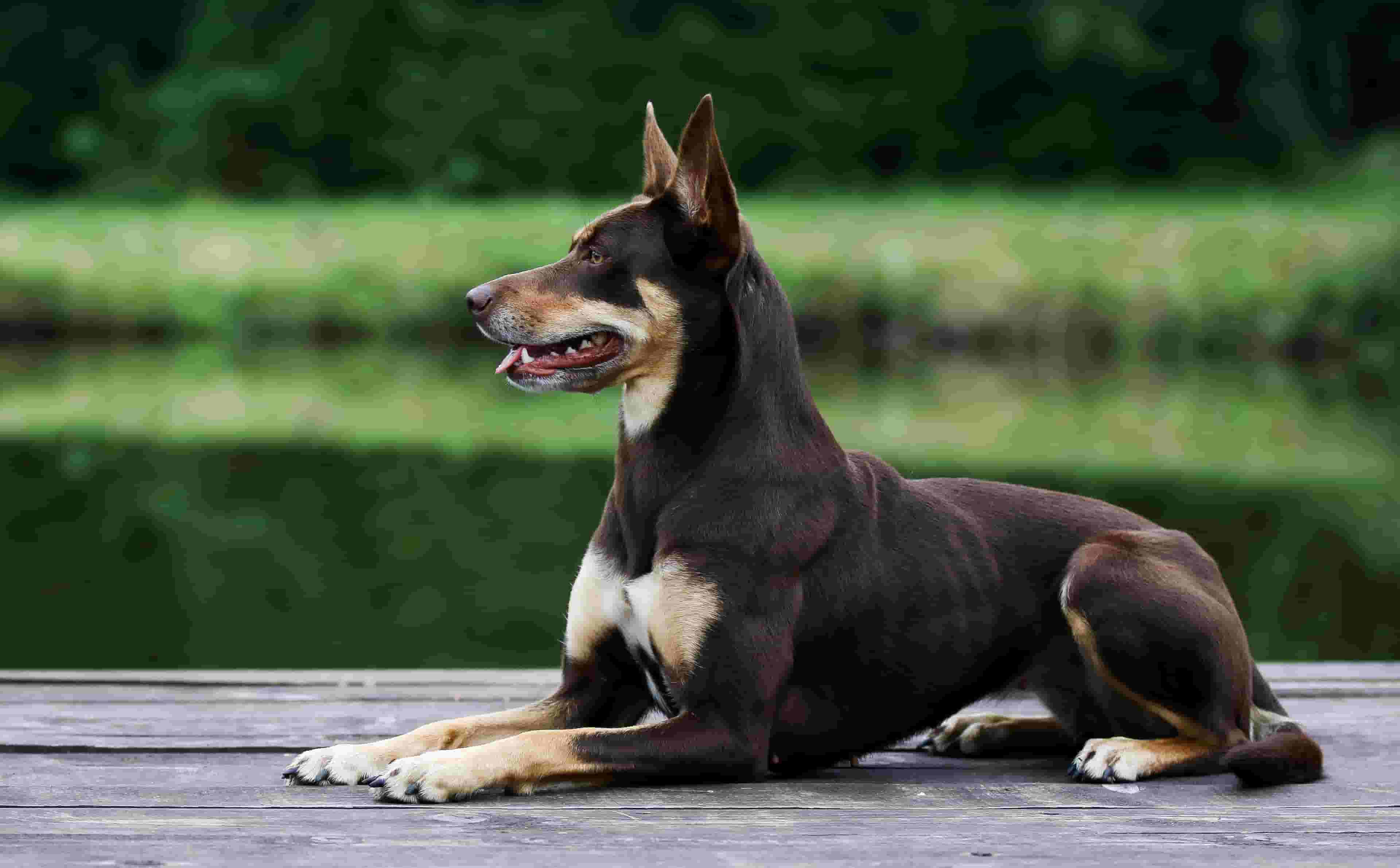 12 Things to Know Before Getting an Australian Kelpie