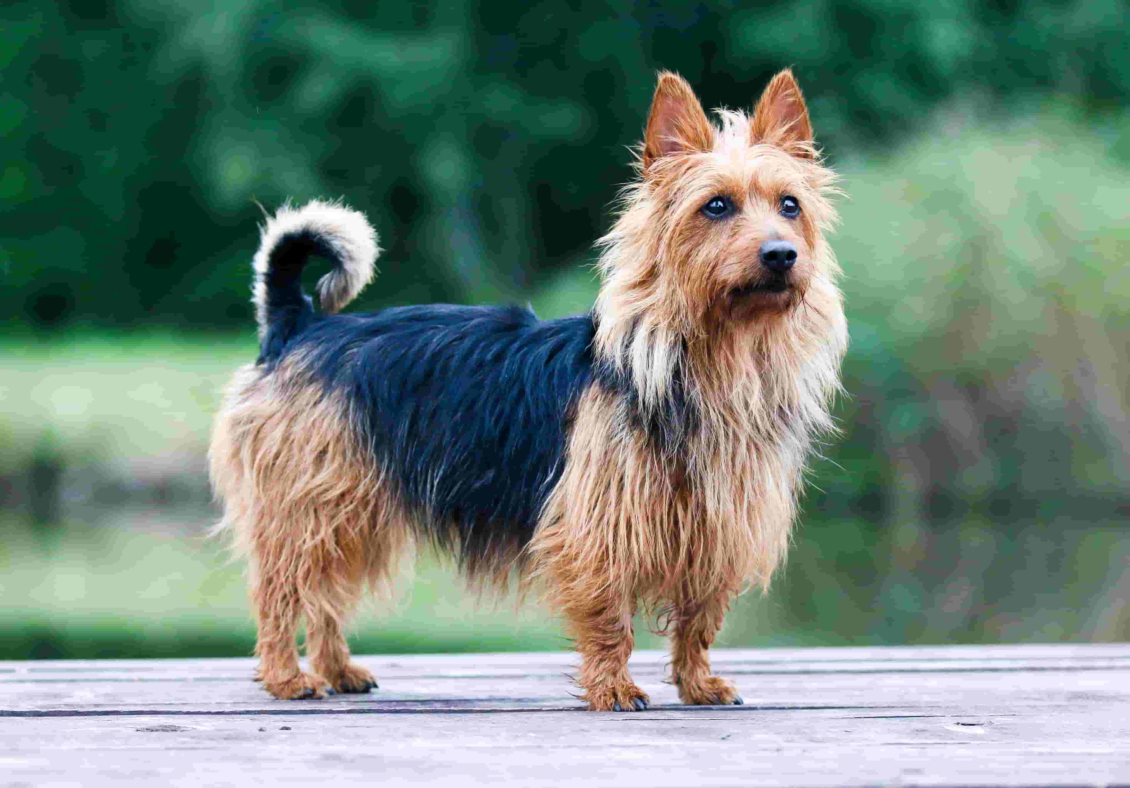 16 things to know before getting an Australian Terrier