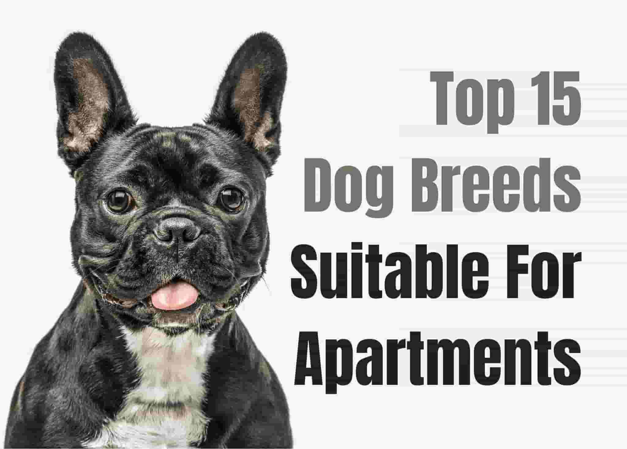 15 Perfect Dogs for Apartment Dwellers