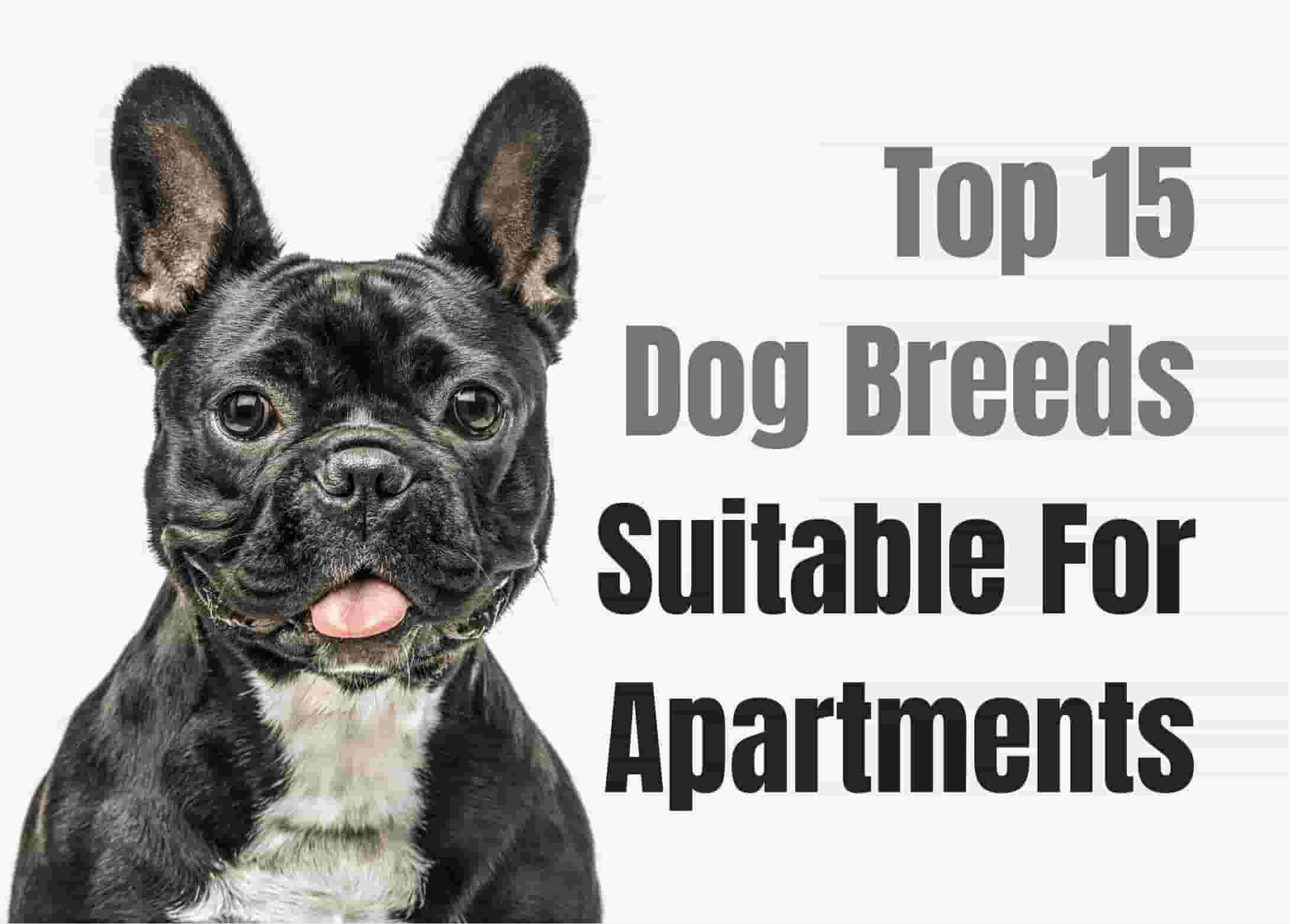 15 Perfect Dogs for Apartment Dwellers