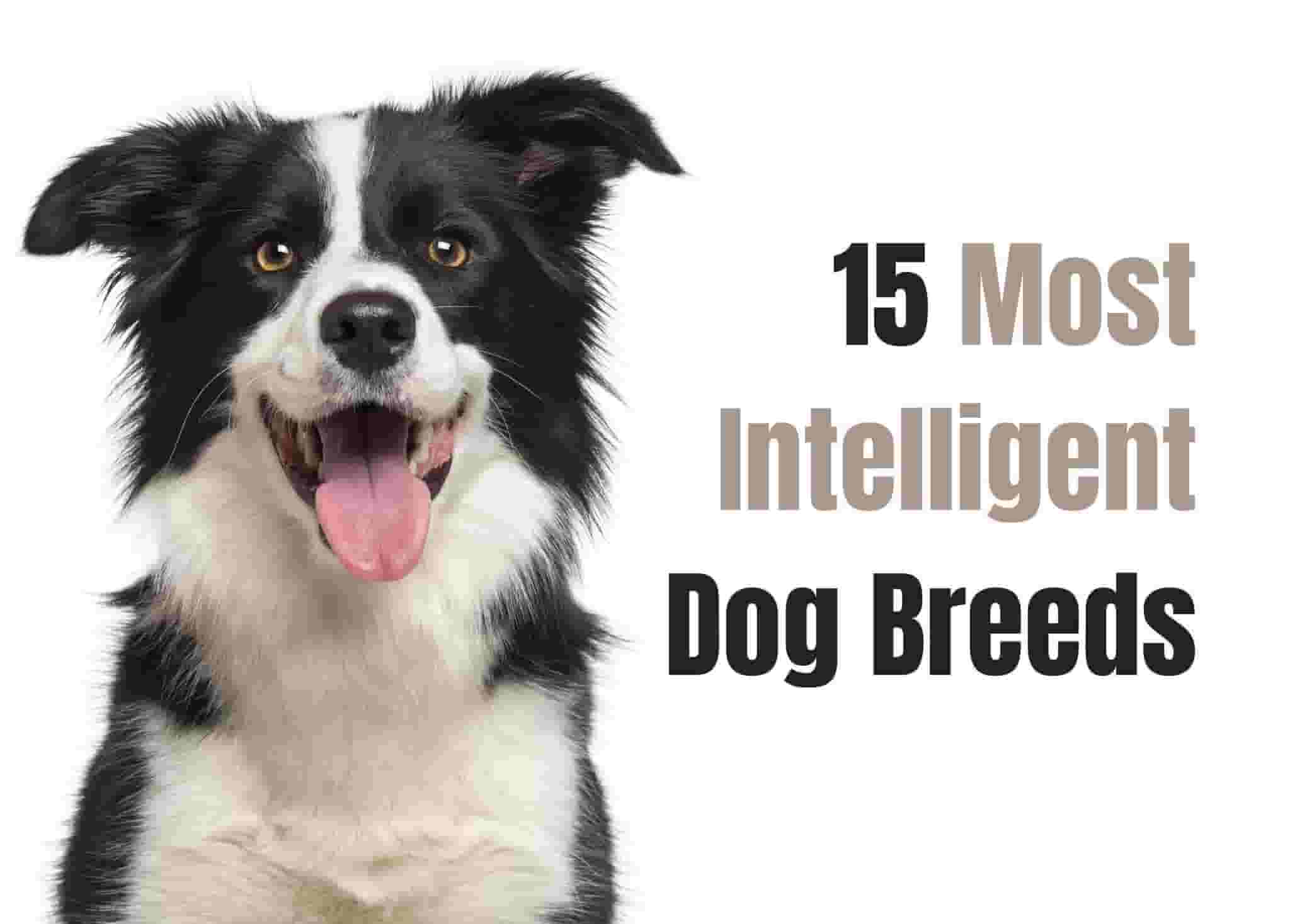 15 Smartest Dog Breeds for the Ultimate Canine Companion