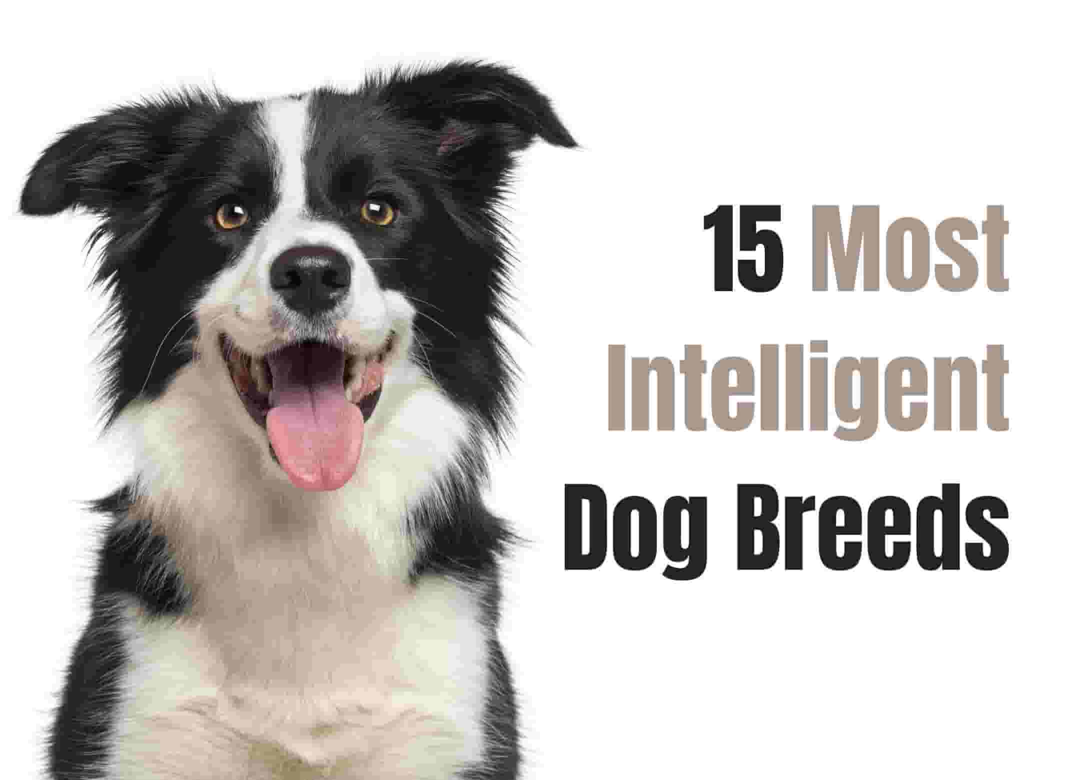 15 Smartest Dog Breeds for the Ultimate Canine Companion