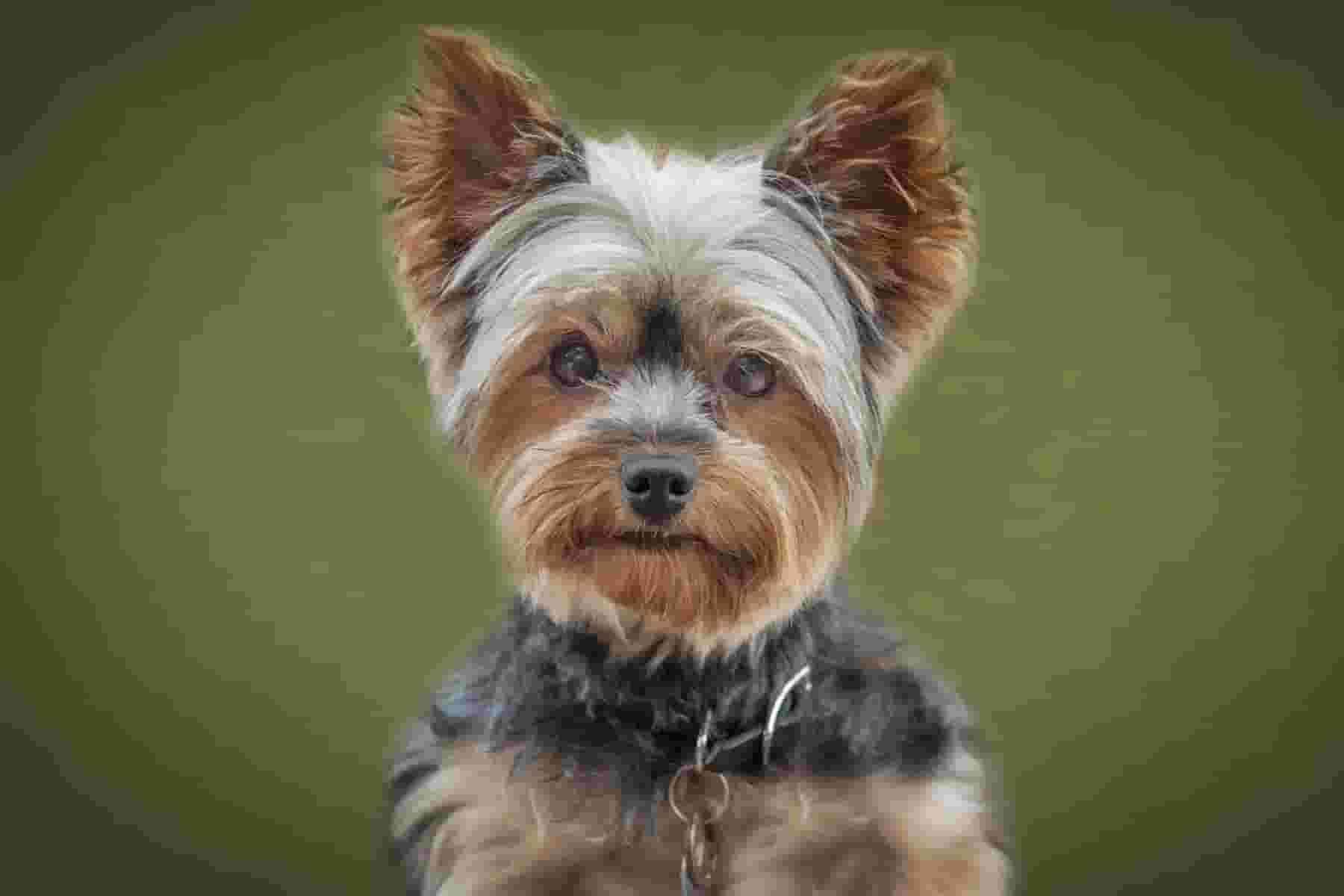 Eight Kinds of People Who Would Enjoy Having a Yorkshire Terrier as a Pet