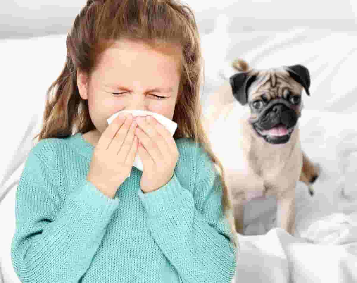Is the Poodle a Hypoallergenic Dog Breed? Advice for Allergy-Suffering Families