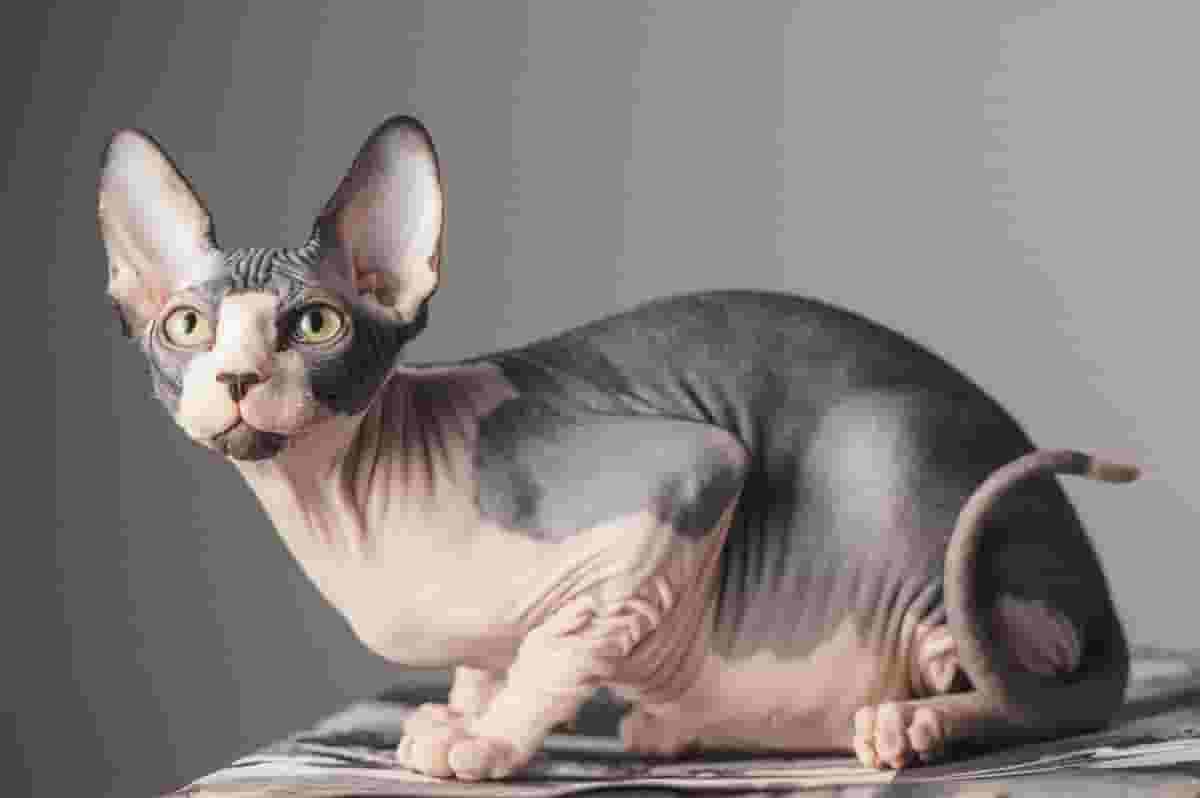 Are Sphynx Cats Hypoallergenic?