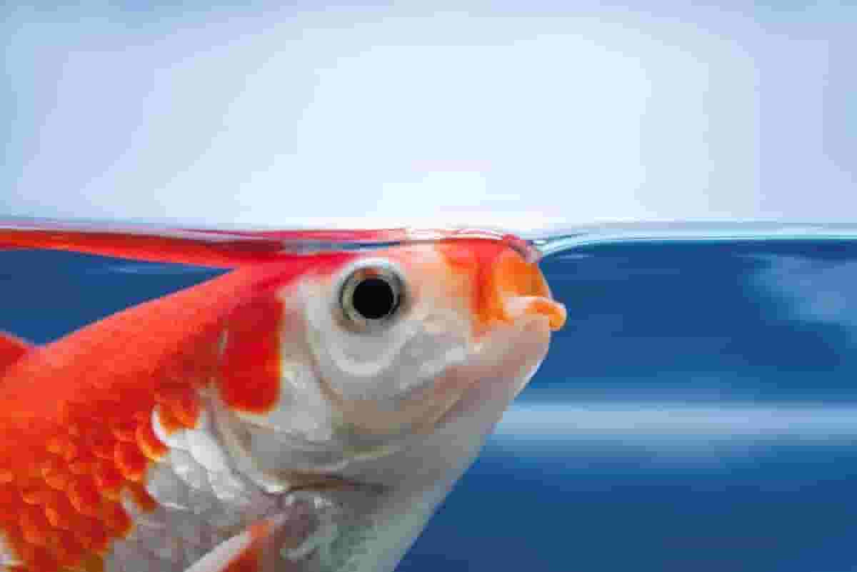 Why Your Fish Can Drown in Water Explained