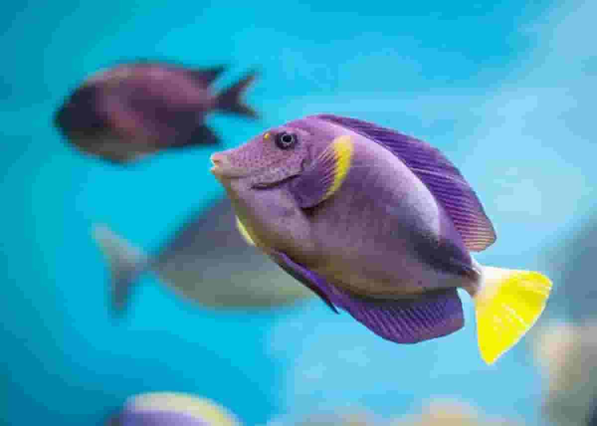 5 underwater creatures with extraordinary vision