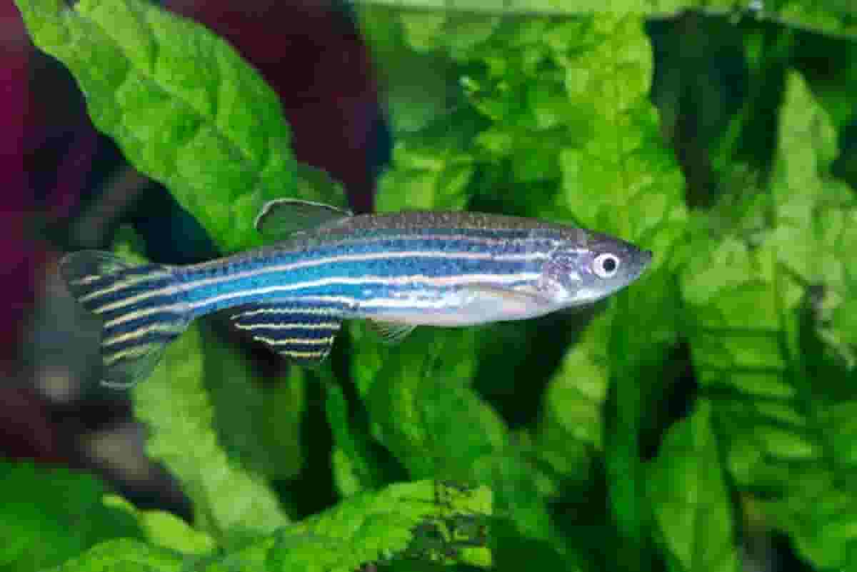 6 Fascinating Facts About Fish and Their Incredible Sense of Smell