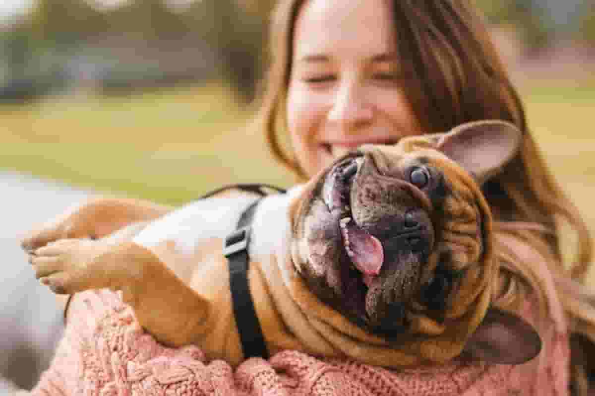 Do Bulldogs Shed Hair? Understanding Your Pet's Shedding