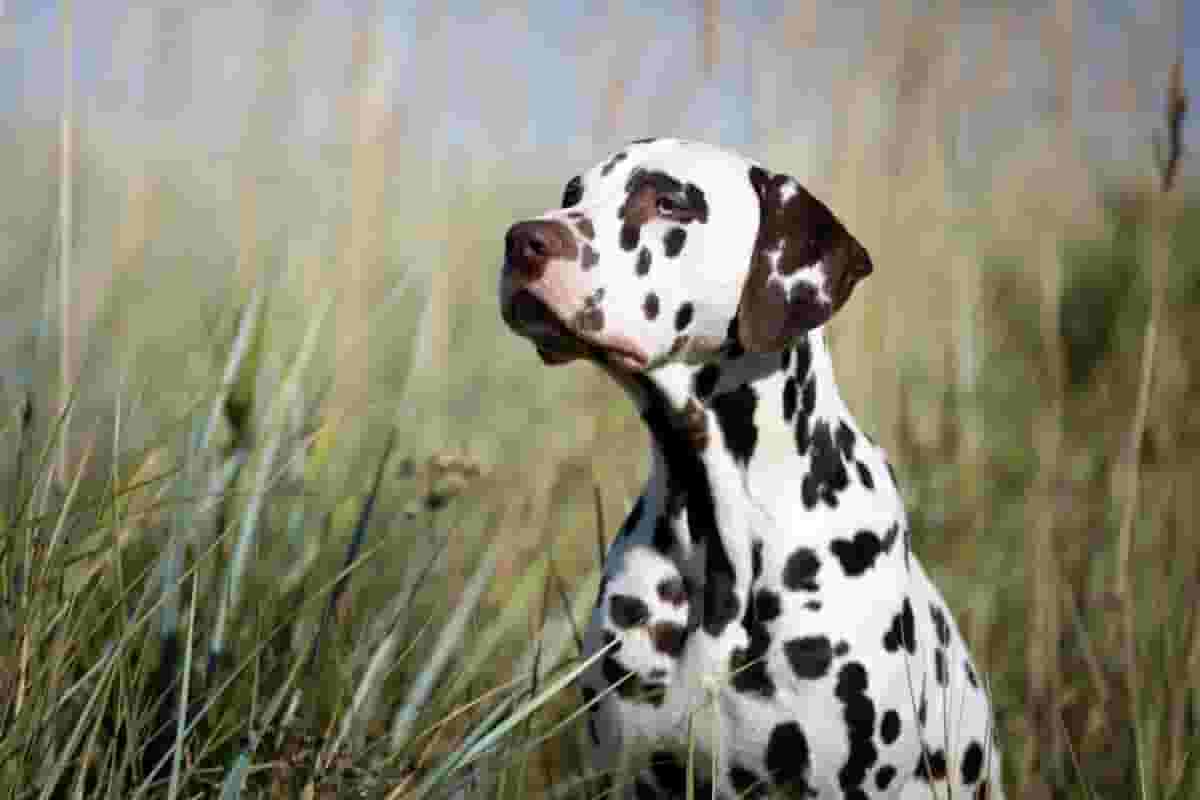 5 Key Things to Know About Owning a Dalmatian