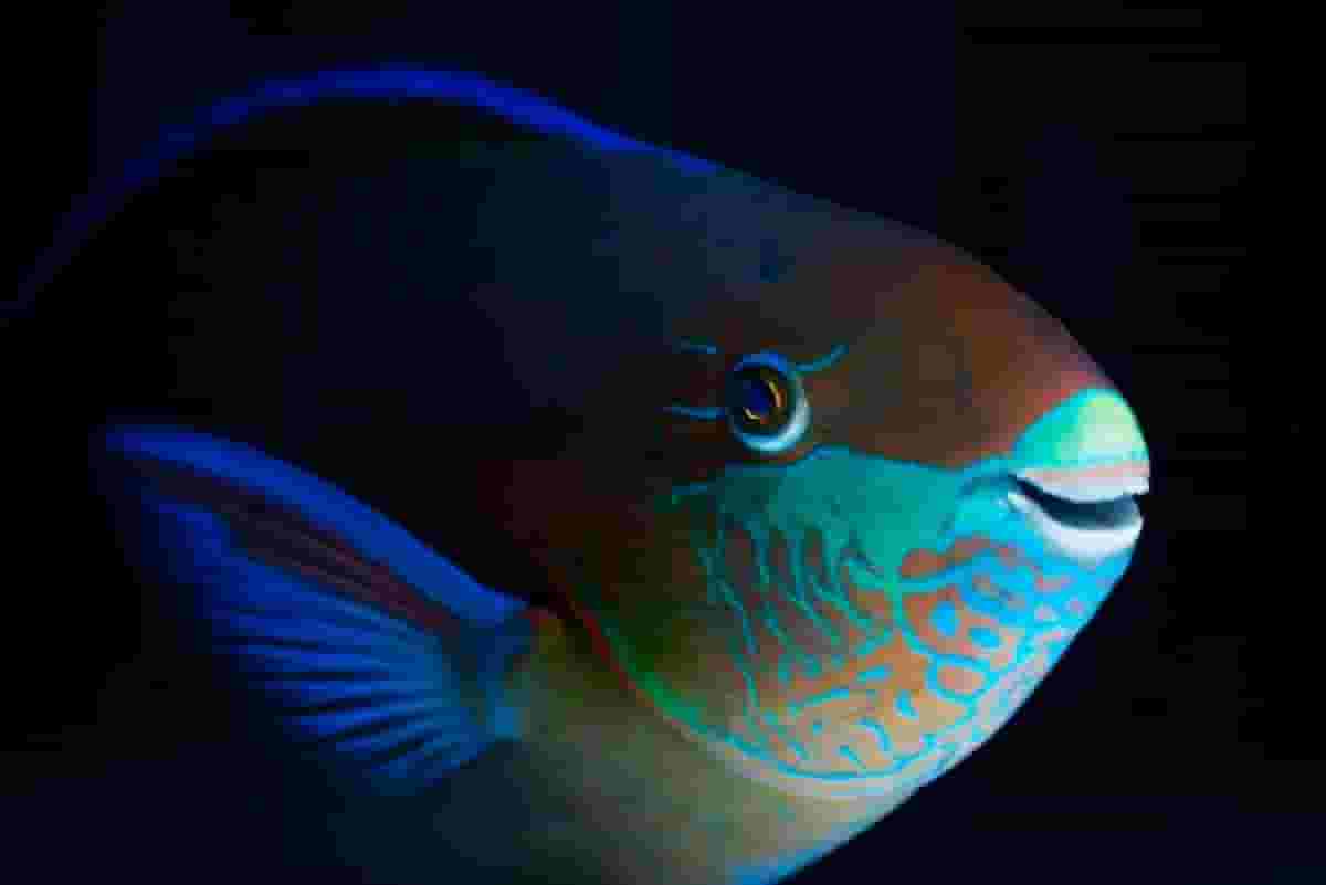 5 Fascinating Facts About Fish Teeth You Didn't Know