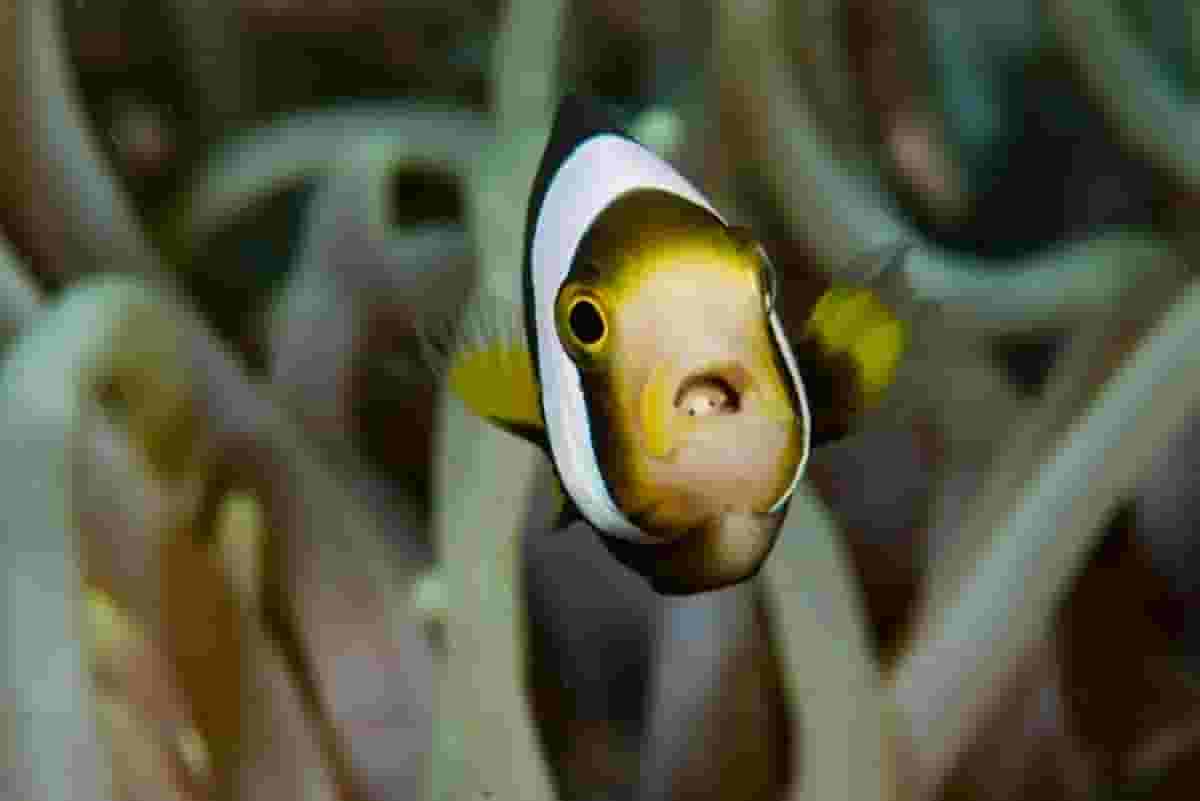 6 Fascinating Facts About Fish Tongues You Never Knew